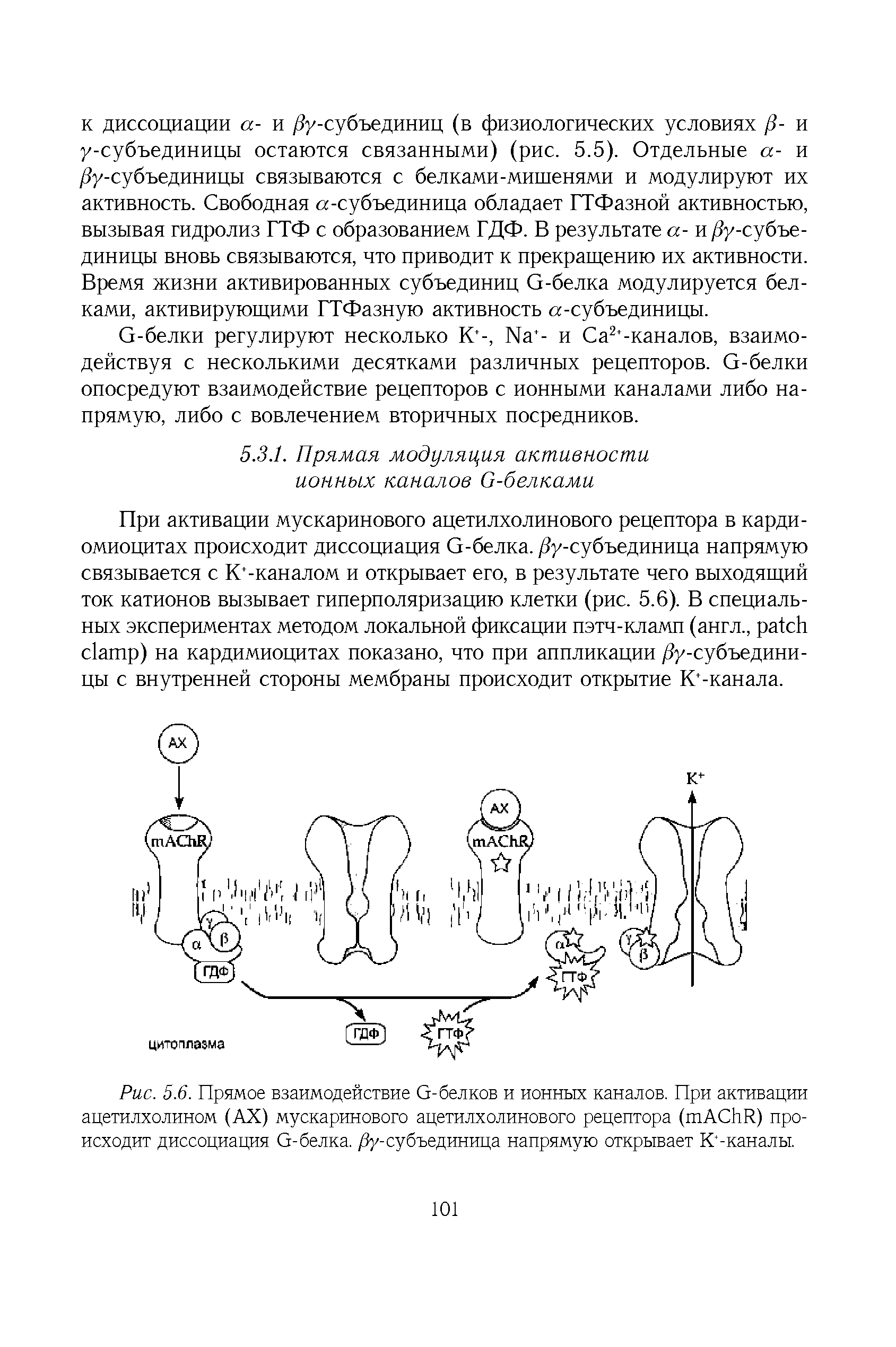 Рис. 5.6. Прямое взаимодействие й-белков и ионных каналов. При активации ацетилхолином (АХ) мускаринового ацетилхолинового рецептора (тАСЬЫ) происходит диссоциация й-белка. ру-субъединица напрямую открывает К -каналы.