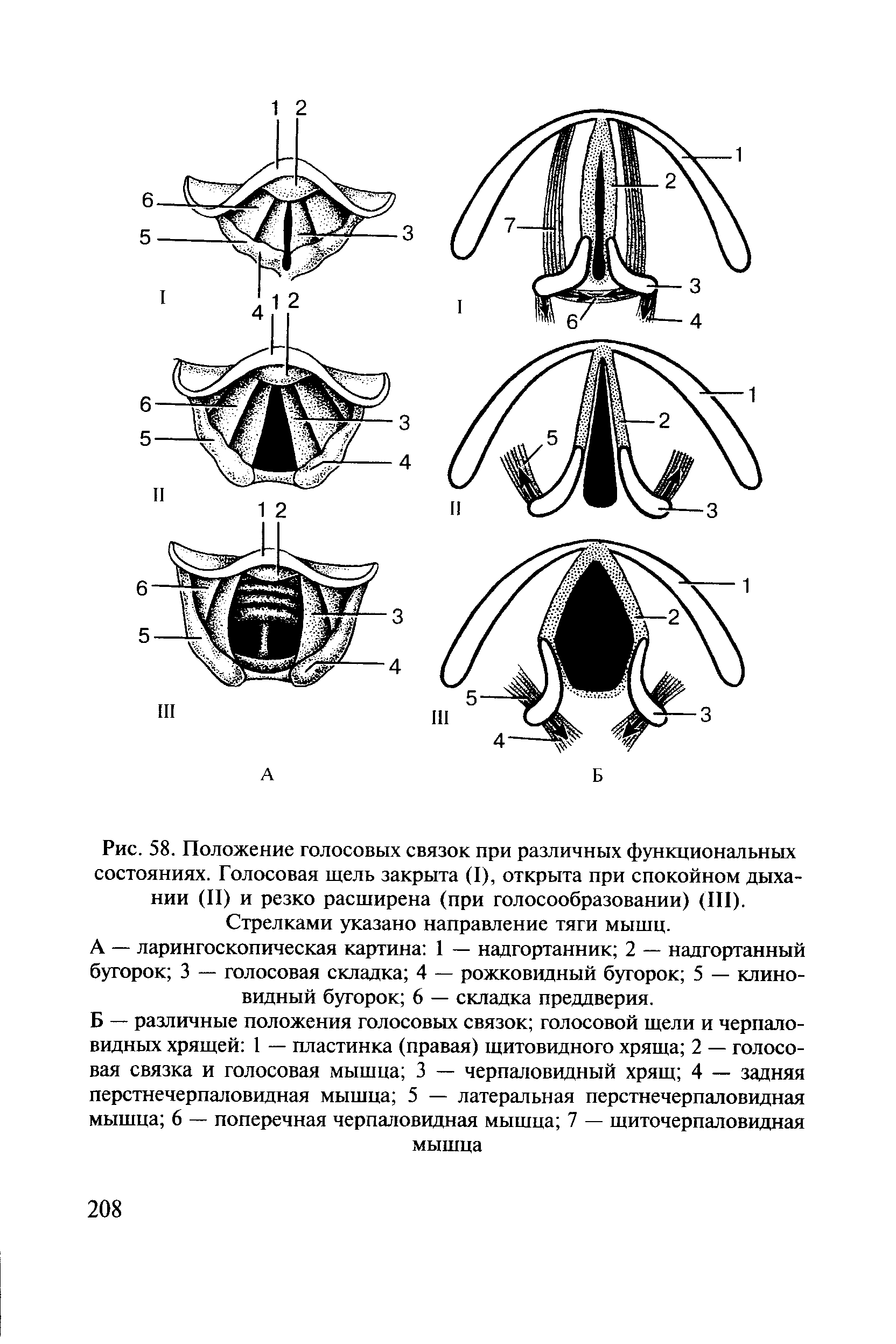 Рис. 58. Положение голосовых связок при различных функциональных состояниях. Голосовая щель закрыта (I), открыта при спокойном дыхании (II) и резко расширена (при голосообразовании) (III). Стрелками указано направление тяги мышц.