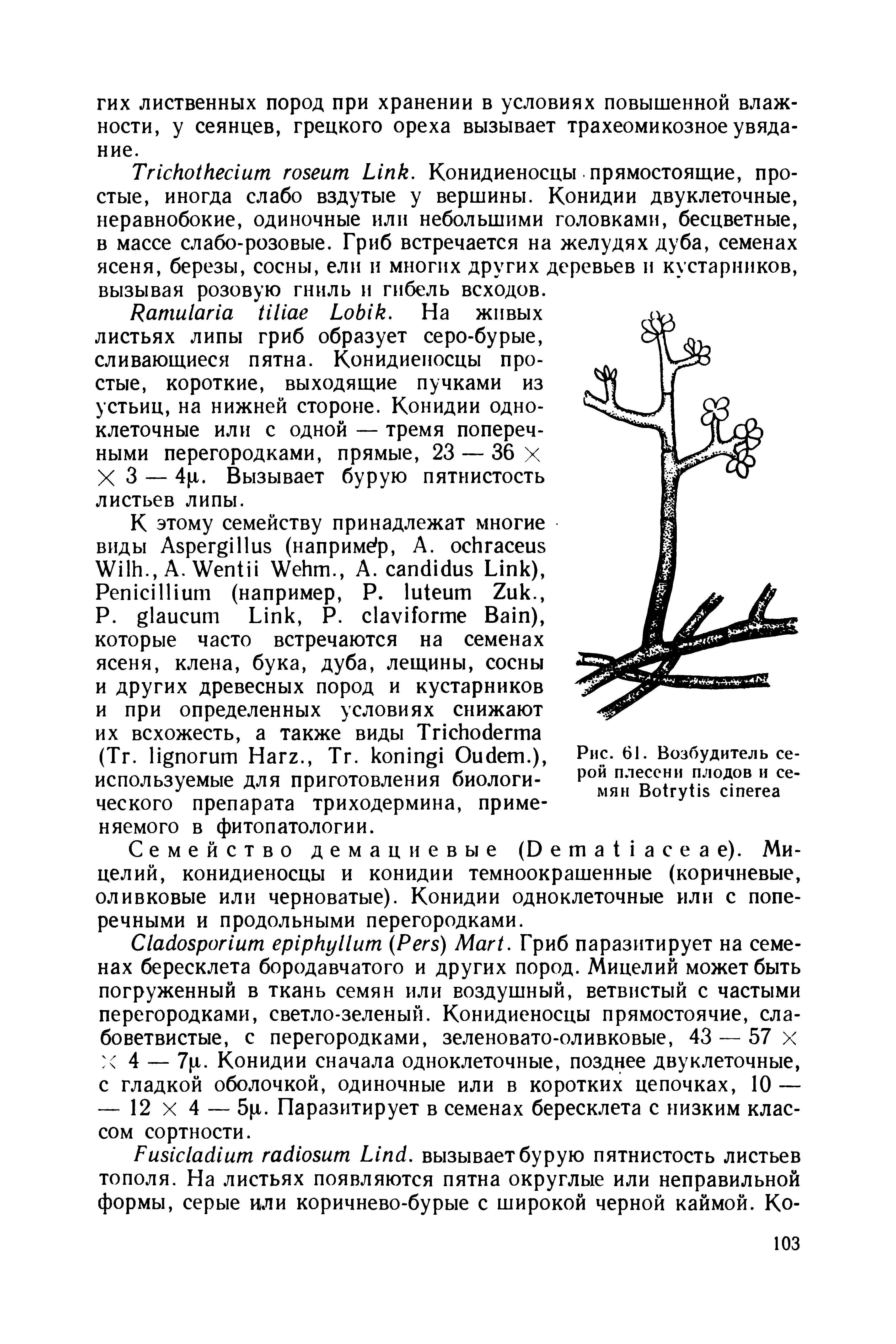 Рис. 61. Возбудитель серой плесени плодов и семян B ...