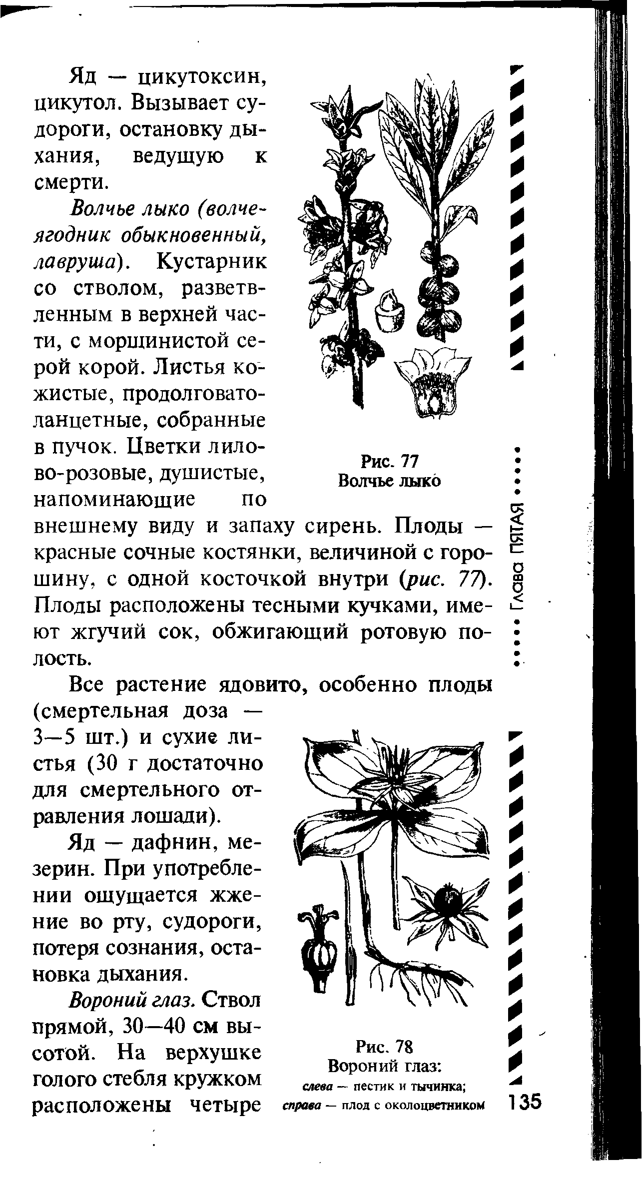 Рис. 78 Вороний глаз слева — пестик и тычинка справа — плод с околоцветником...