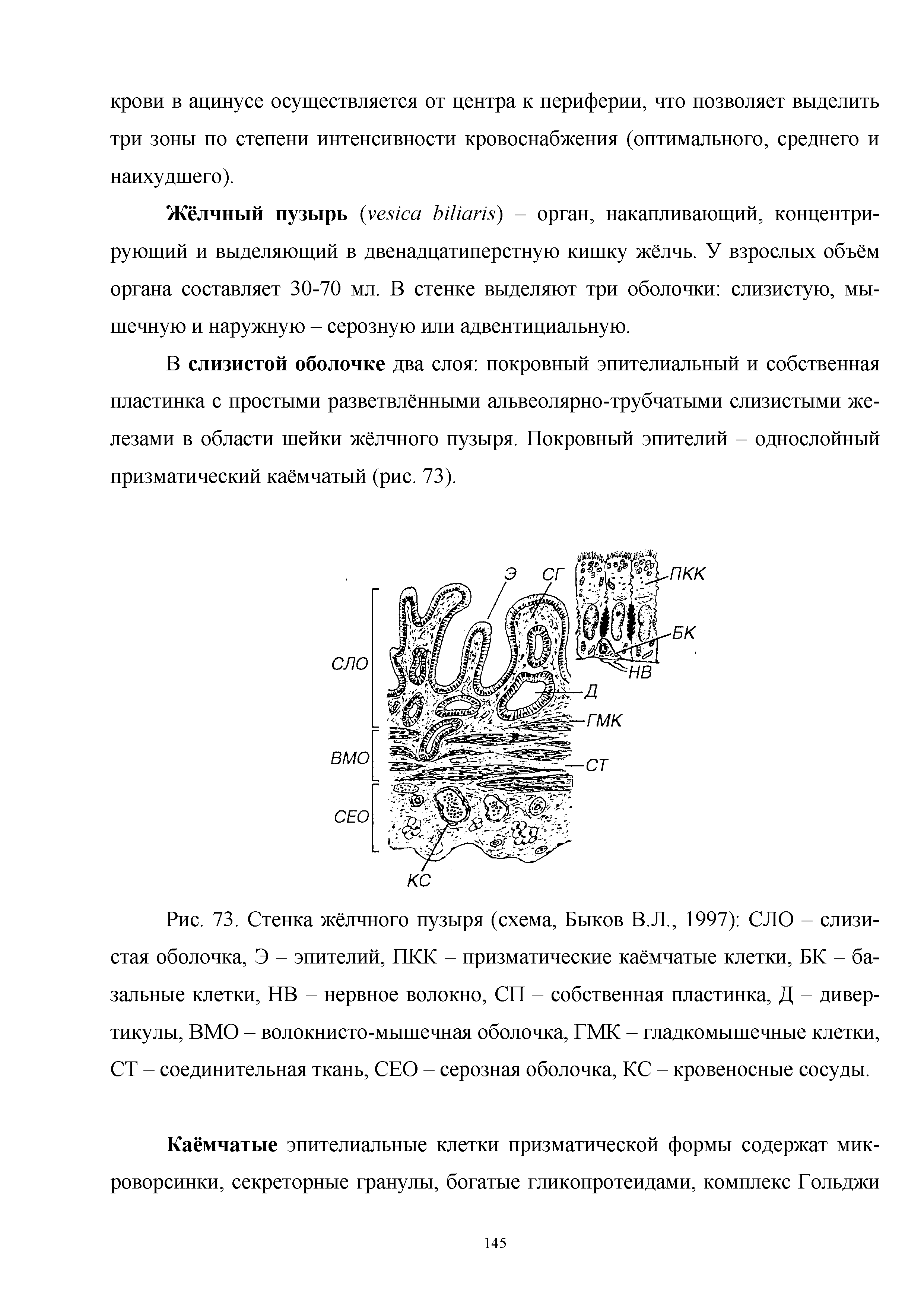 Рис. 73. Стенка жёлчного пузыря (схема, Быков В.Л., 1997) СЛО - слизистая оболочка, Э - эпителий, ПКК - призматические каёмчатые клетки, БК - базальные клетки, НВ - нервное волокно, СП - собственная пластинка, Д - дивертикулы, ВМО - волокнисто-мышечная оболочка, ГМК - гладкомышечные клетки, СТ - соединительная ткань, СЕО - серозная оболочка, КС - кровеносные сосуды.