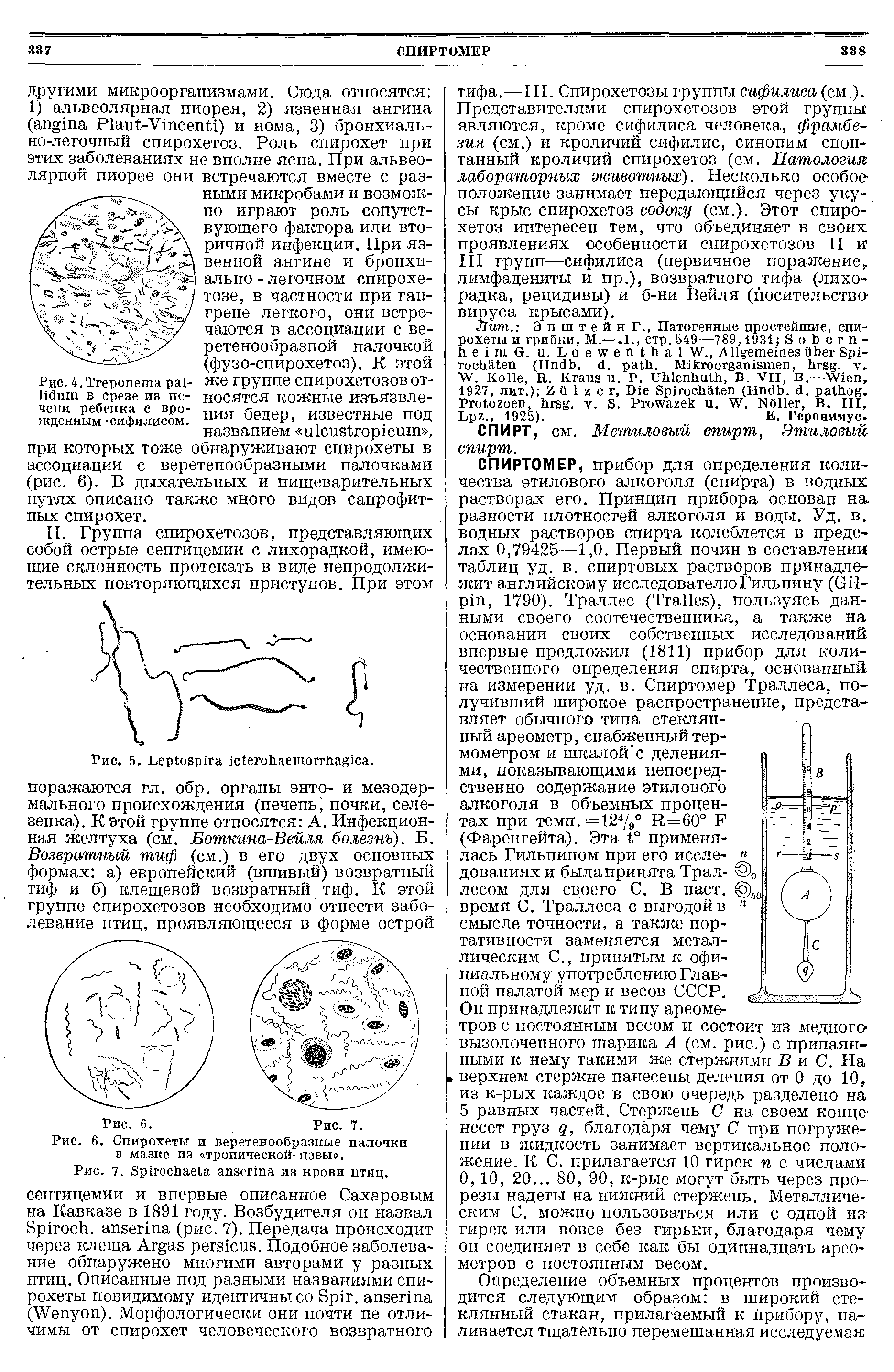 Рис. 6. Спирохеты и веретенообразные папочки в мазке из тропической-язвы .