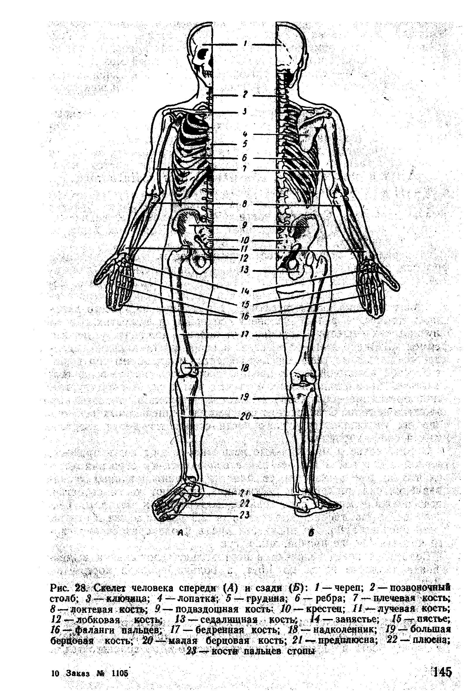 Рис. 28. Скелет человека спереди (А) и сзади (5) / — череп 2 — позвоночный столб 3 — ключица 4— лопатка 5 — грудина б—ребра 7 — плечевая кость 8 — локтевая кость 9 — подвздошная кость 10 — крестец 11—лучевая кость /2 —лобковая кость 13 — седалищная кость / / — запястье /5 -пястье /6 —фаланги пальцев. /7 —бедренная кость 18 — надколенник 19 — большая берцовая кость 20 —малая берцовая кость 2/ —предплюсна 22 —плюсна ...