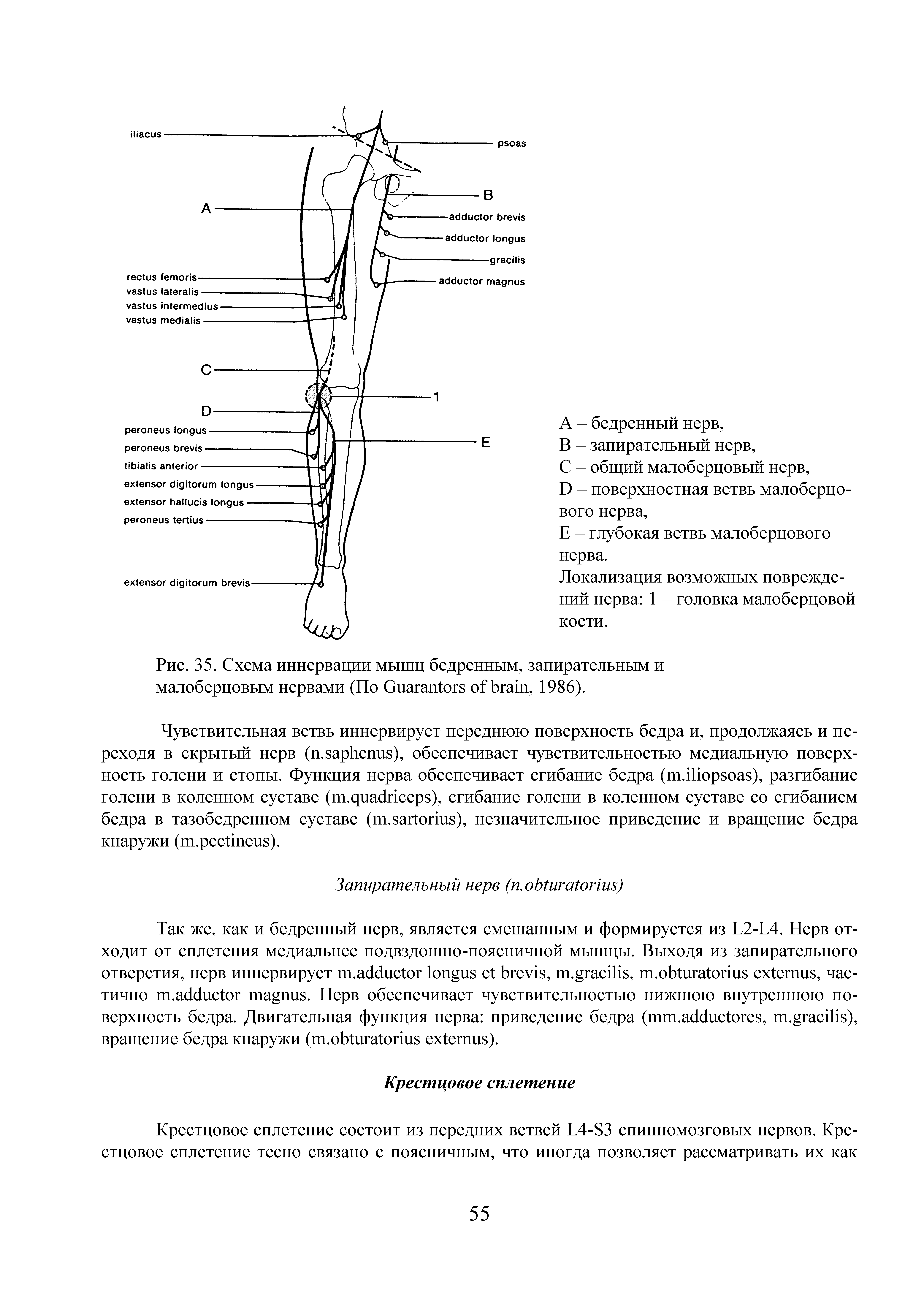 Рис. 35. Схема иннервации мышц бедренным, запирательным и малоберцовым нервами (По G , 1986).