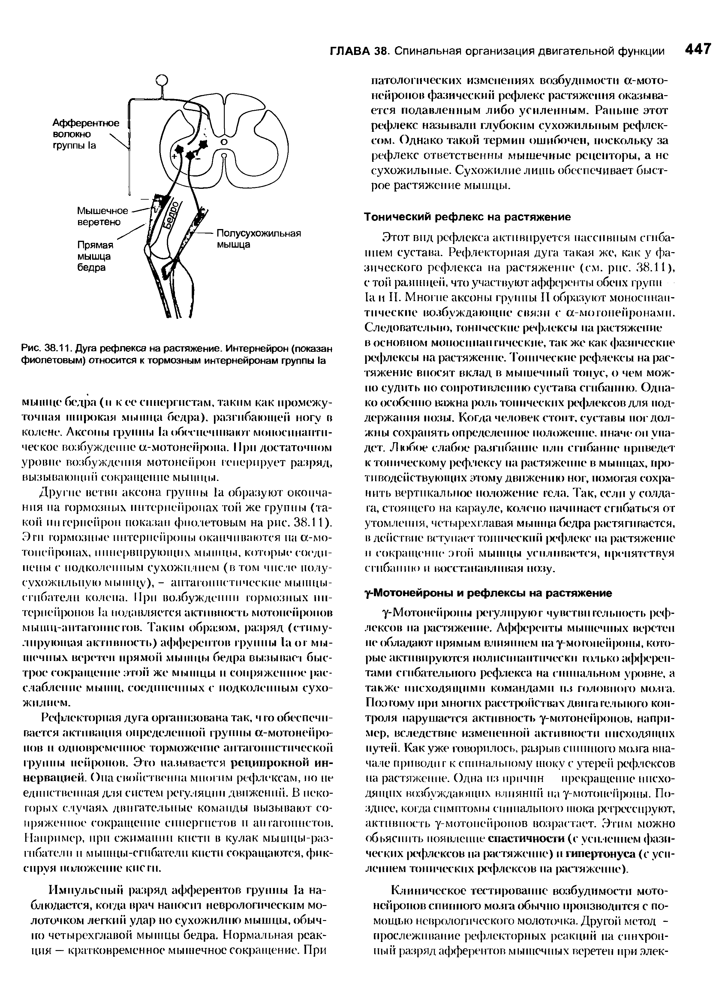 Рис. 38.11. Дуга рефлекса на растяжение. Интернейрон (показан фиолетовым) относится к тормозным интернейронам группы 1а...