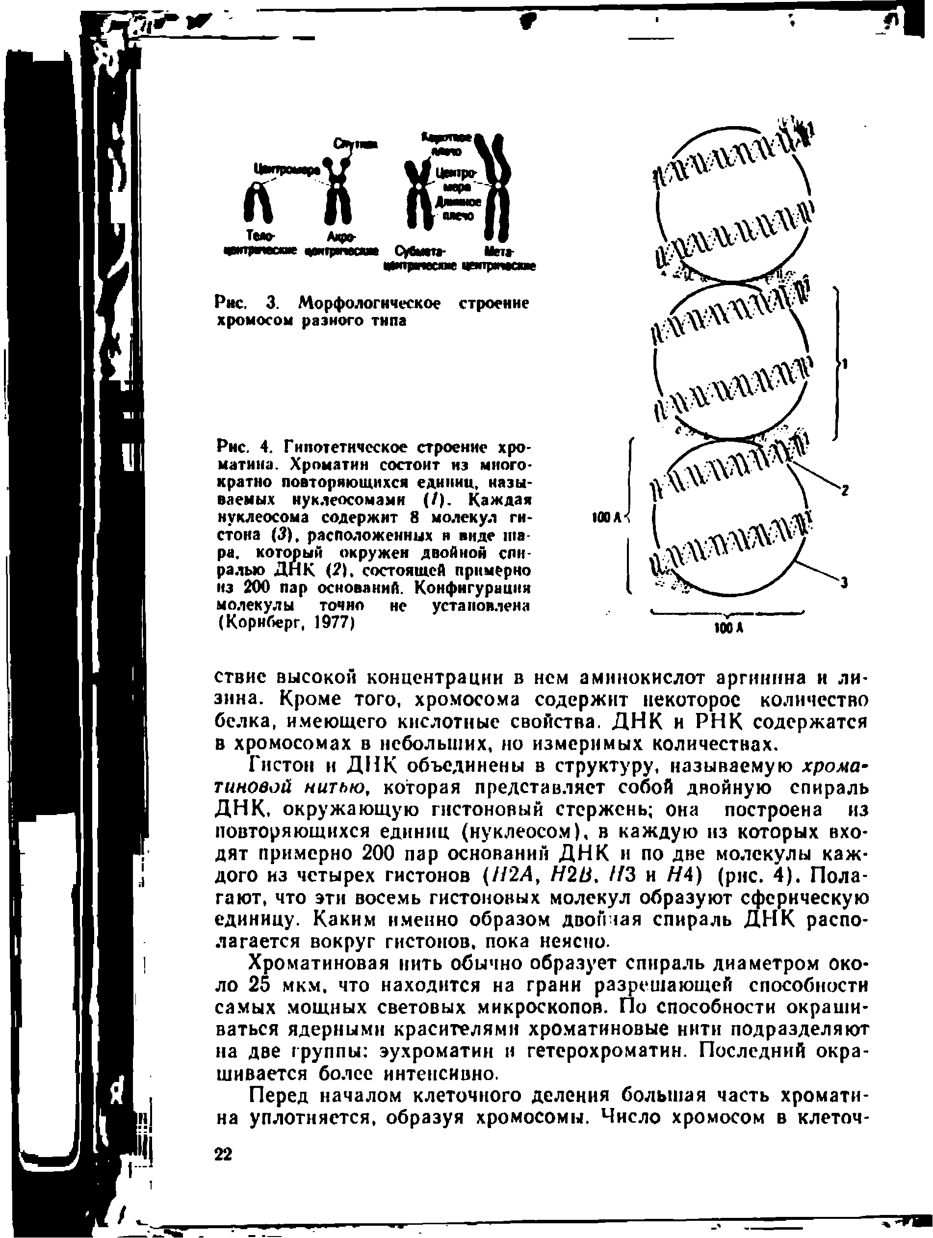 Рис. 4. Гипотетическое строение хроматина. Хроматин состоит из многократно повторяющихся единиц, называемых нуклеосомами (/). Каждая нуклеосома содержит 8 молекул гистона (3), расположенных и виде шара. который окружен двойной спиралью ДНК (2). состоящей примерно из 200 пар оснований. Конфигурация молекулы точно не установлена (Корнберг, 1977)...