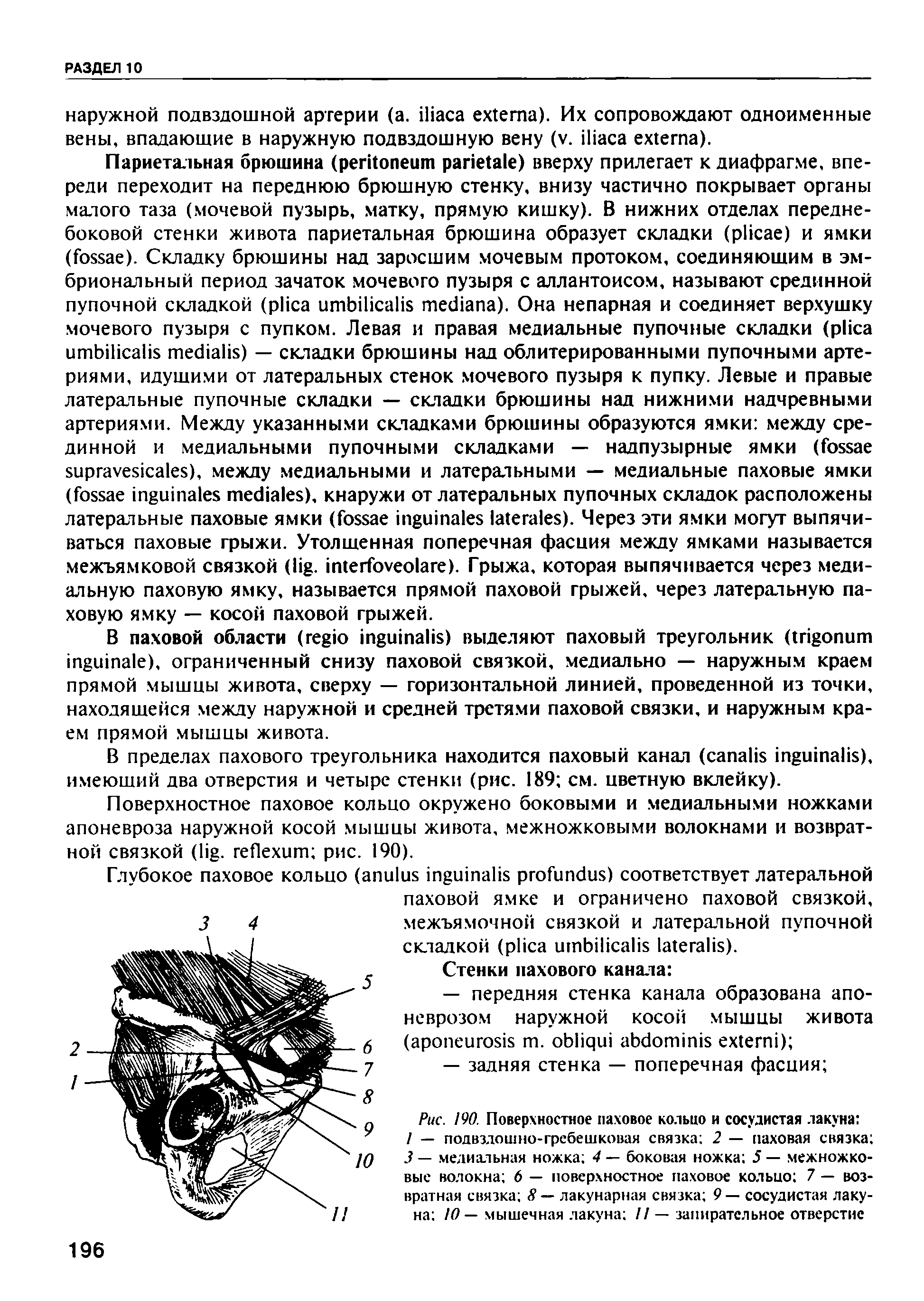 Рис. 190. Поверхностное паховое кольцо и сосудистая лакуна / — подвздошно-гребешковая связка 2 — паховая связка 3 — медиальная ножка 4 — боковая ножка 5 — межножковые волокна 6 — поверхностное паховое кольцо 7 — возвратная связка 8 — лакунарная связка 9 — сосудистая лакуна 10— мышечная лакуна // — запирательное отверстие...