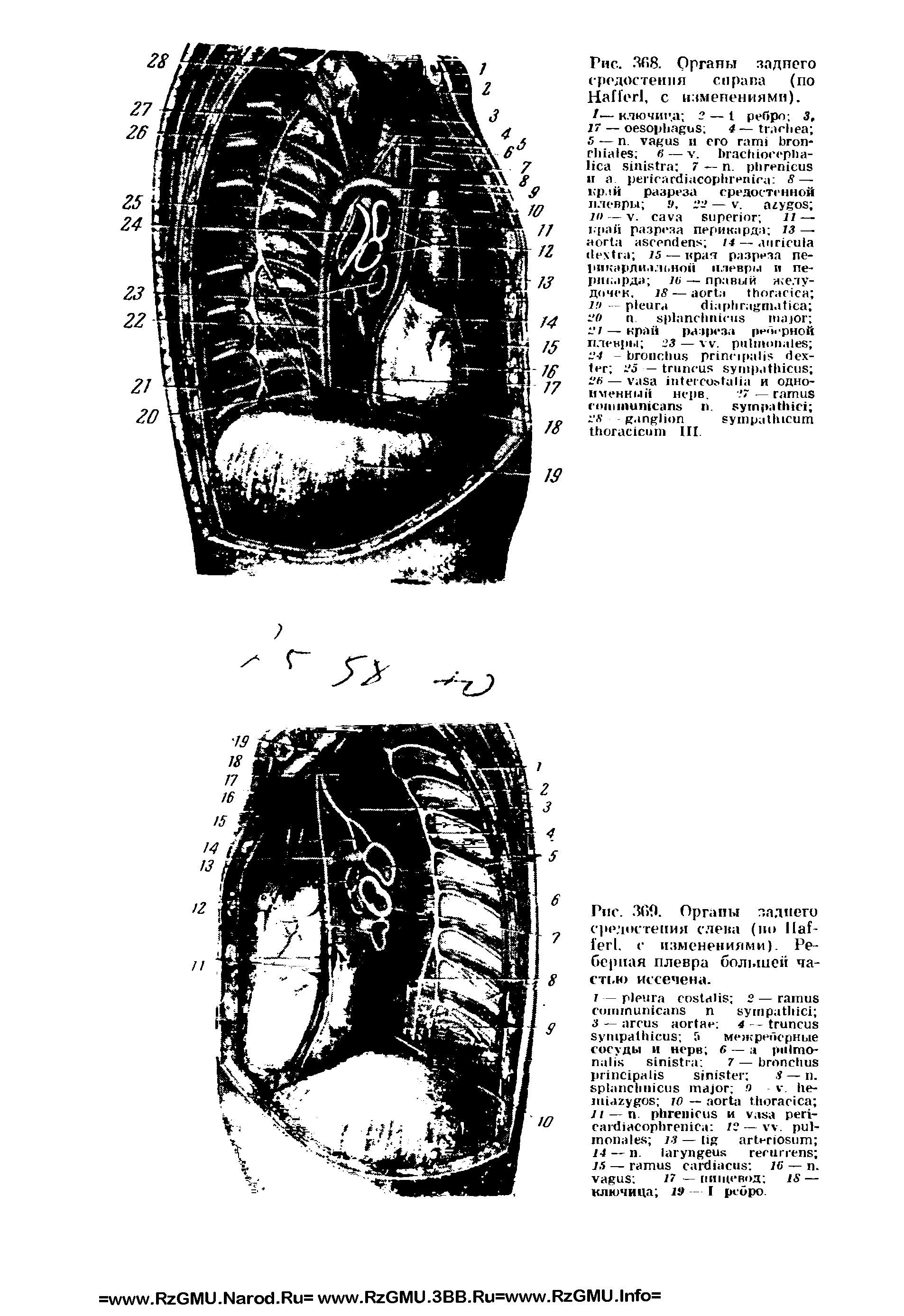 Рис. 369. Органы заднего средостения слева (по H - L с изменениями). Реберная плевра большей частью иссечена.