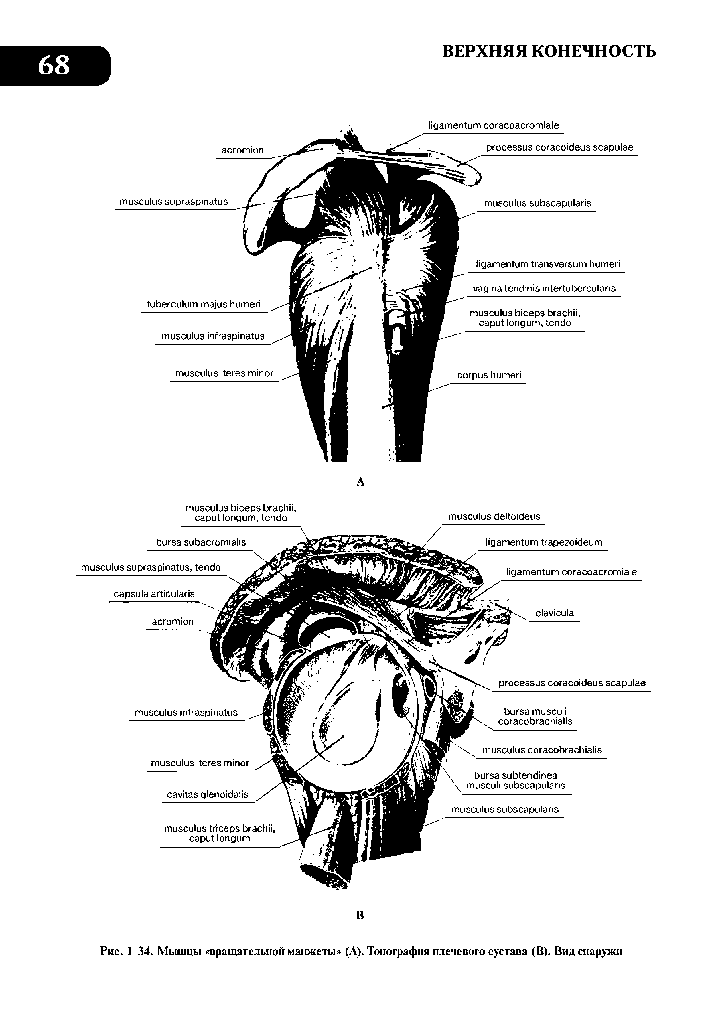 Рис. 1-34. Мышцы вращательной манжеты (А). Топография плечевого сустава (В). Вид снаружи...