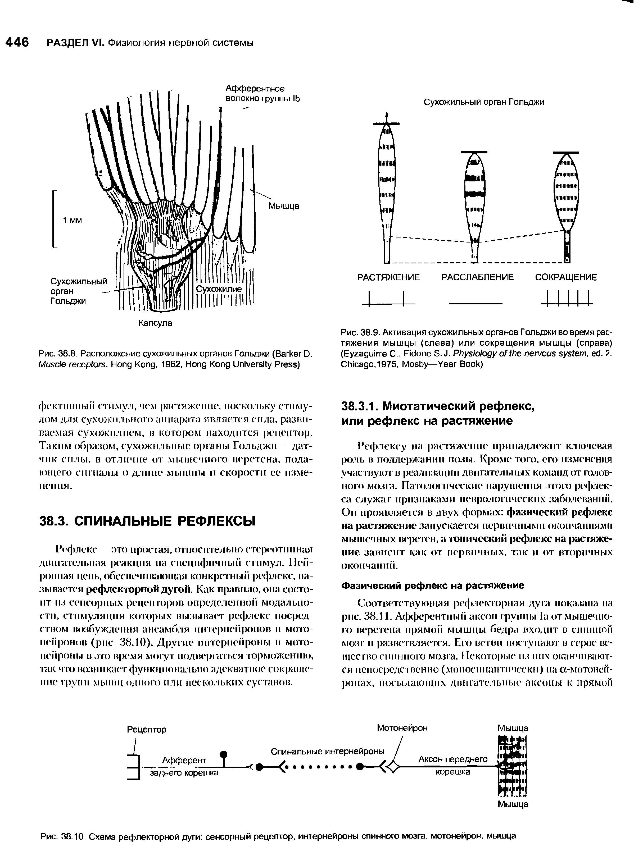 Рис. 38.8. Расположение сухожильных органов Гольджи (B D. M . H K , 1962, H K U P )...