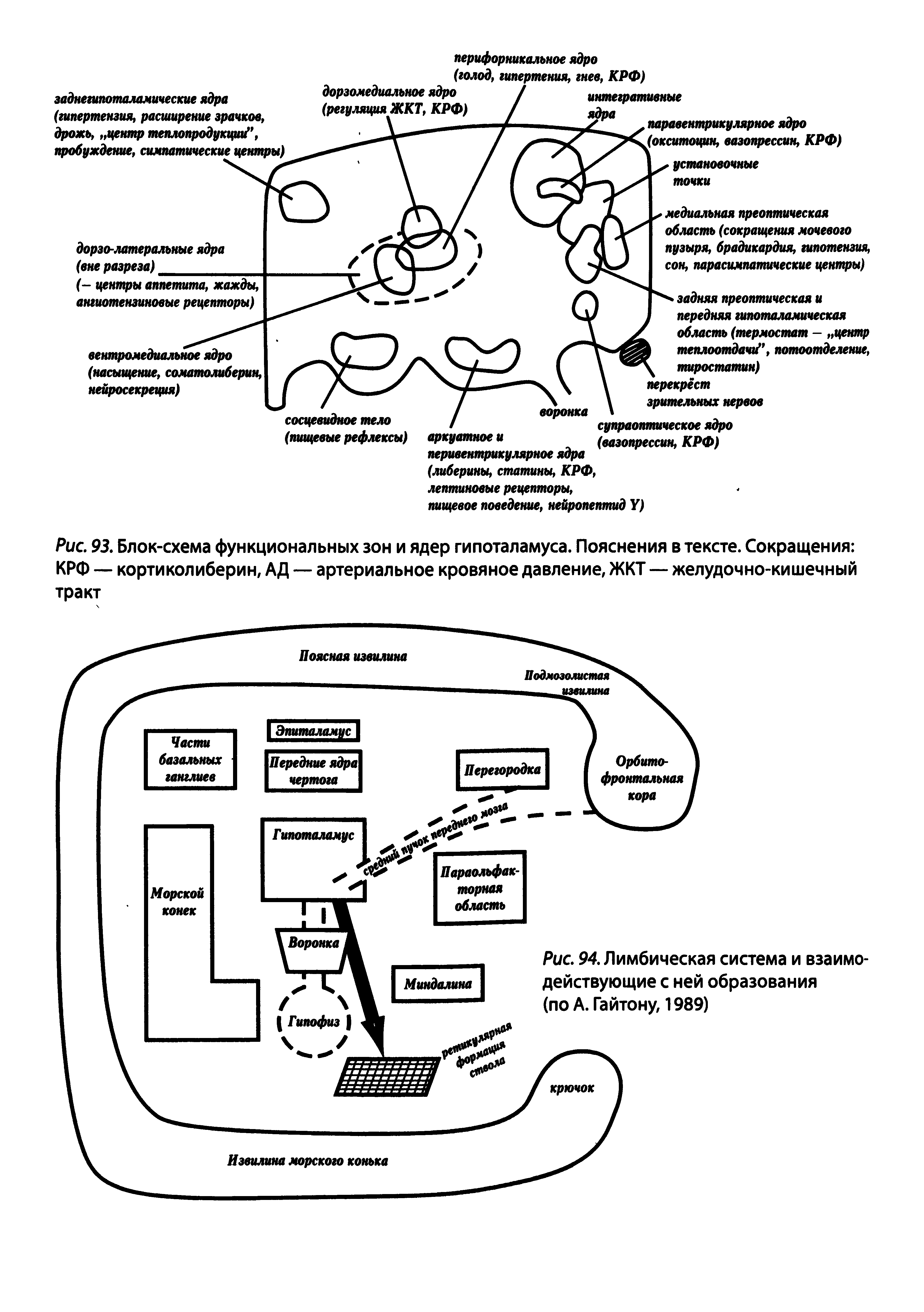 Рис. 93. Блок-схема функциональных зон и ядер гипоталамуса. Пояснения в тексте. Сокращения КРФ — кортиколиберин, АД — артериальное кровяное давление, ЖКТ — желудочно-кишечный тракт...
