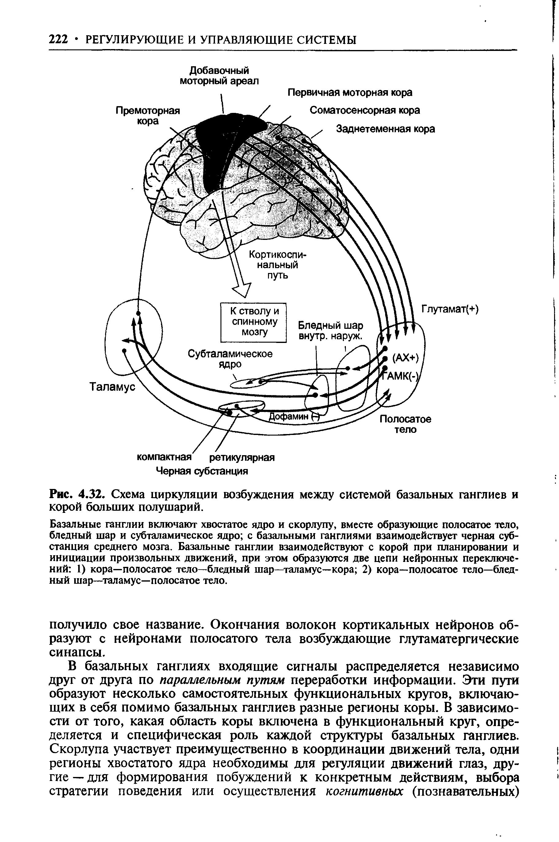 Рис. 4.32. Схема циркуляции возбуждения между системой базальных ганглиев и корой больших полушарий.