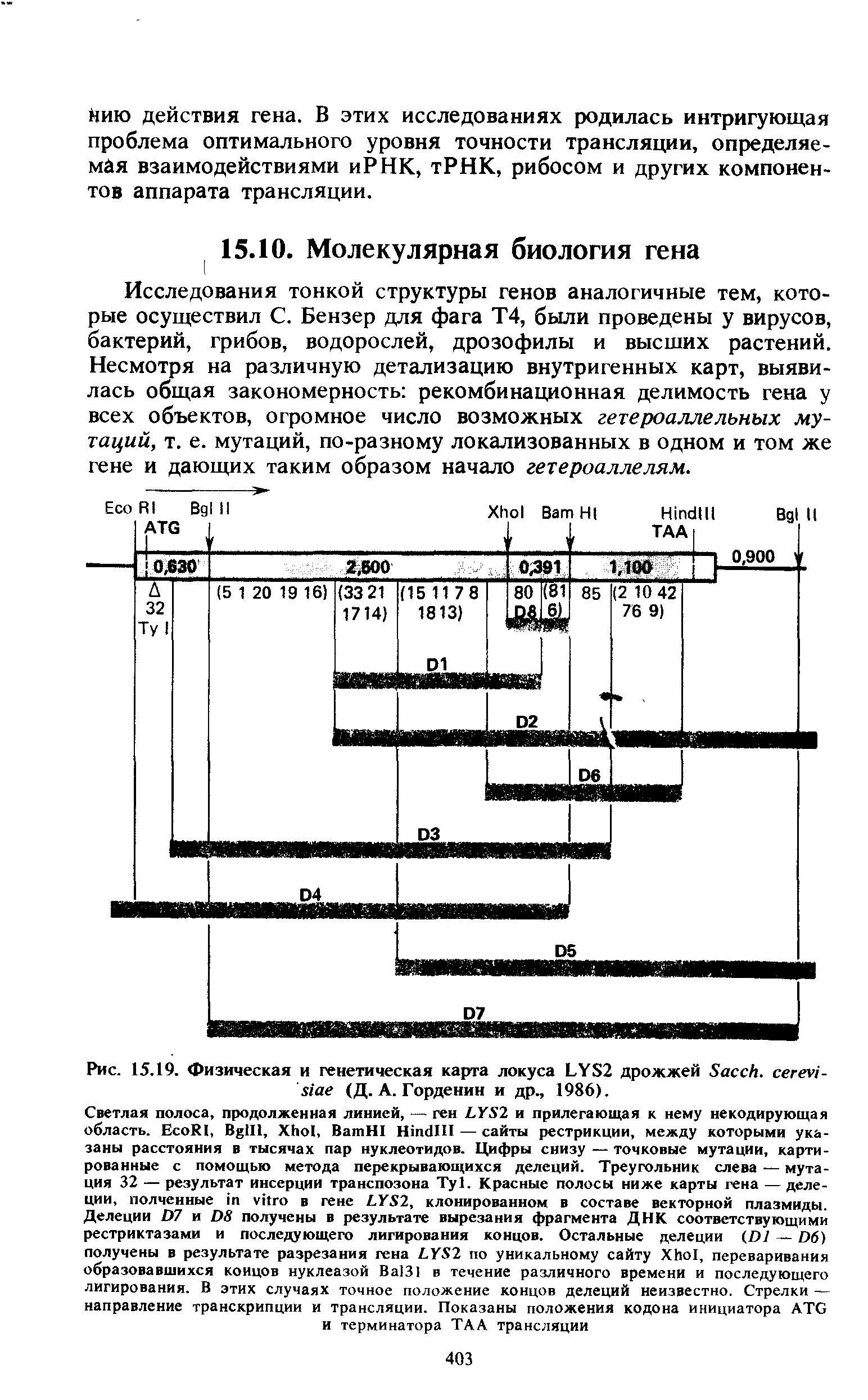 Рис. 15.19. Физическая и генетическая карта локуса LYS2 дрожжей S . - (Д. А. Горденин и др., 1986).