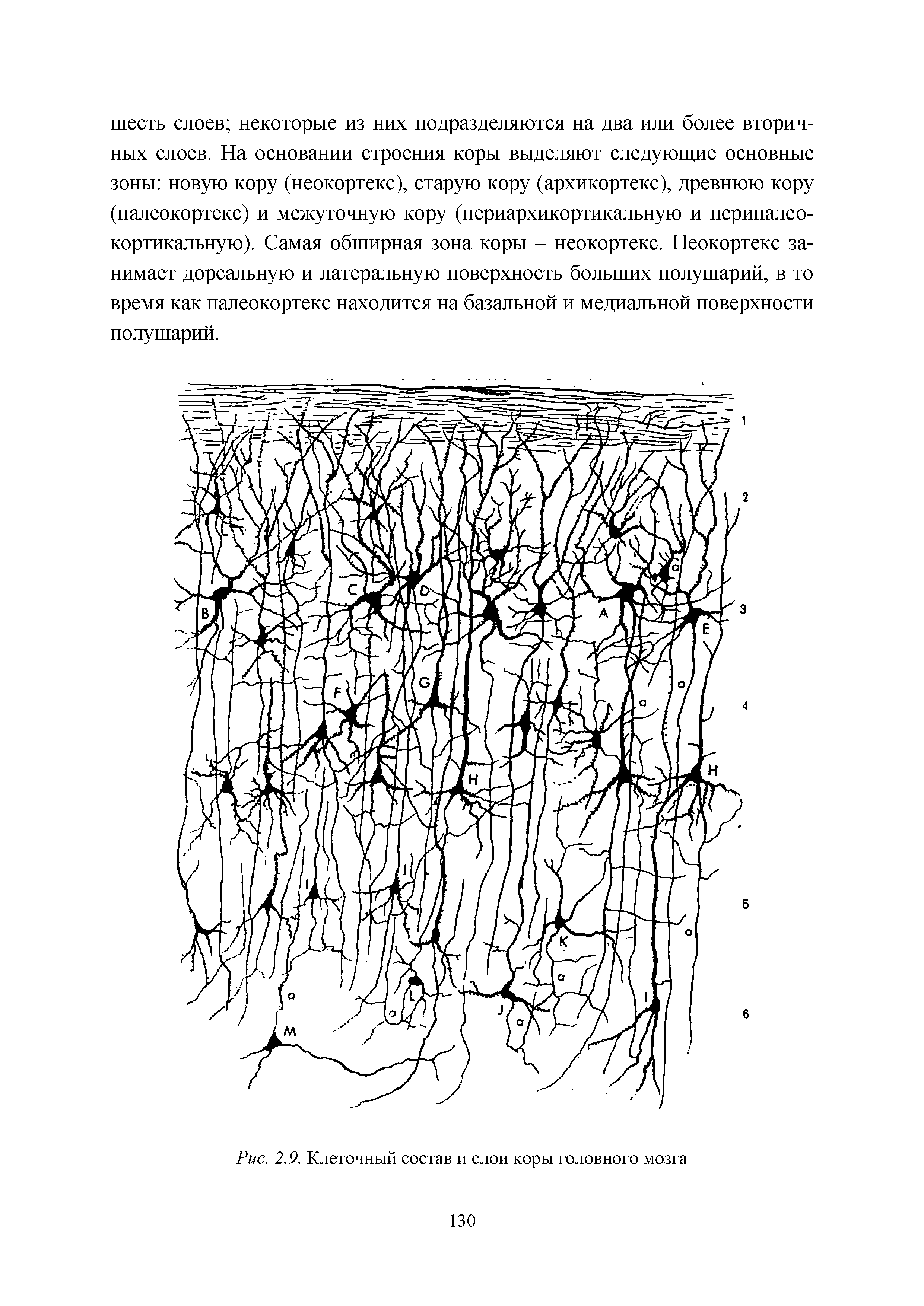 Рис. 2.9. Клеточный состав и слои коры головного мозга...