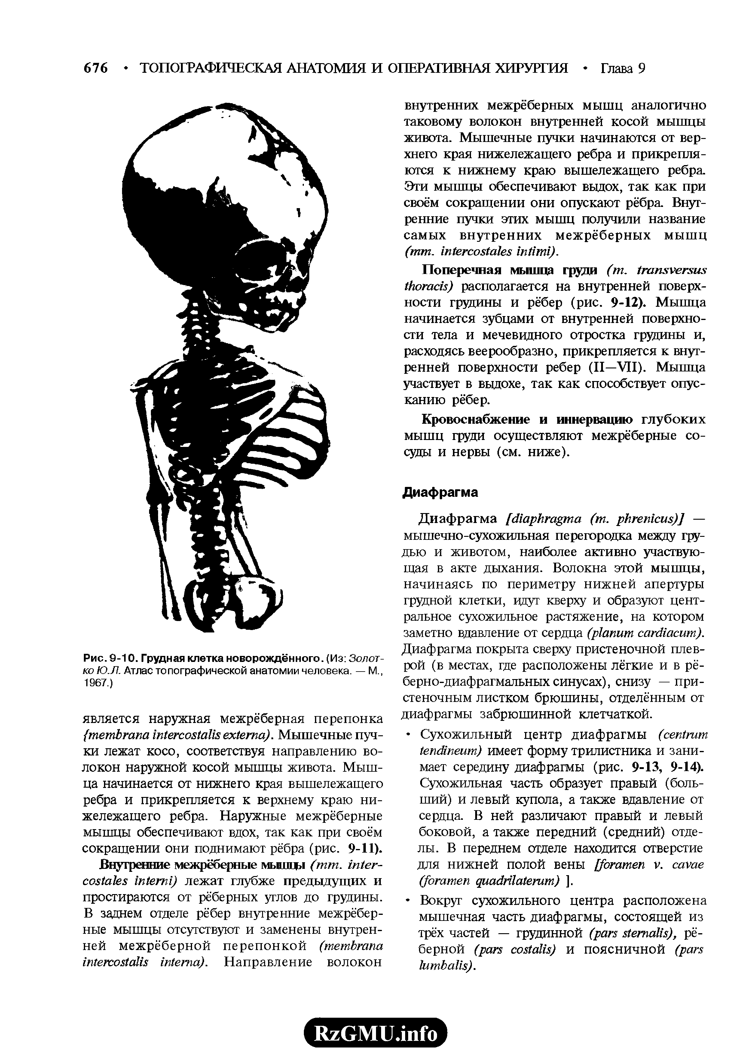 Рис. 9-10. Грудная клетка новорождённого. (Из Золотко Ю.Л. Атлас топографической анатомии человека. — М., 1967.)...