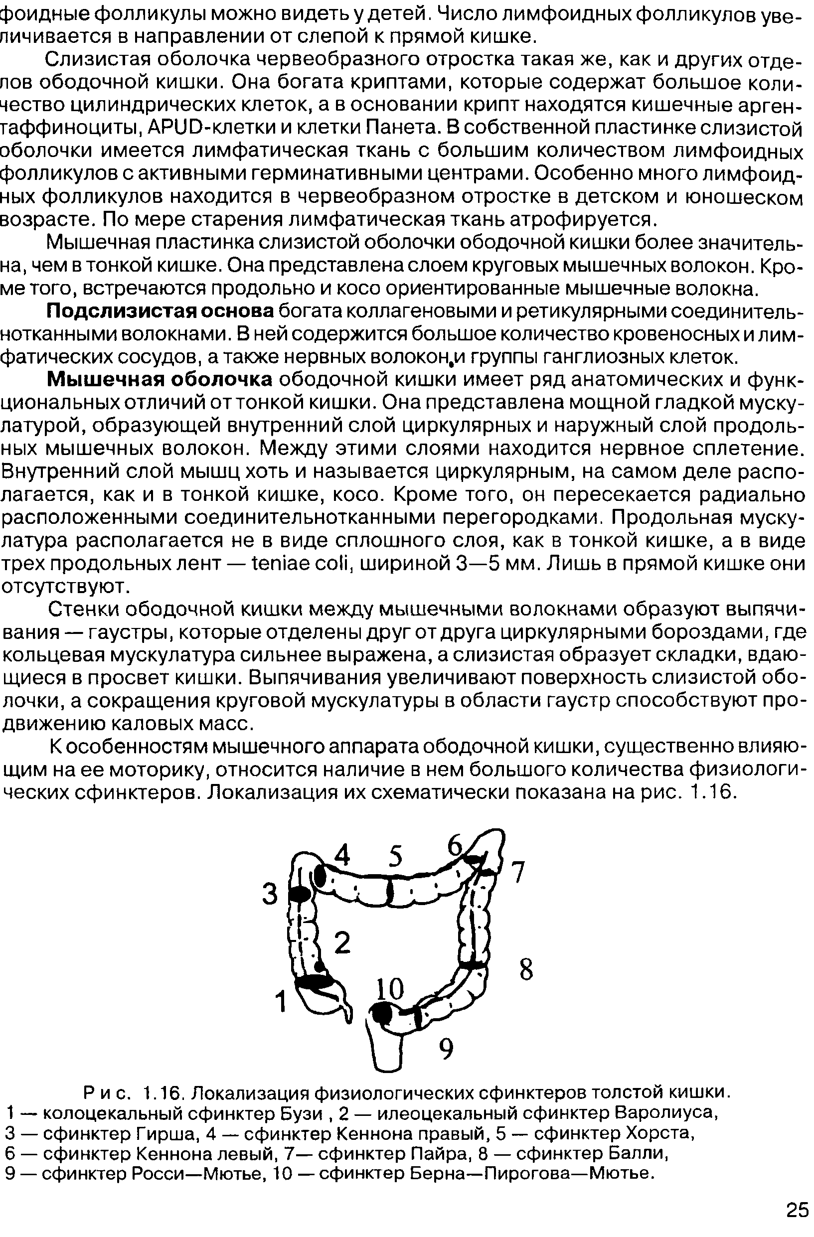 Рис. 1.16. Локализация физиологических сфинктеров толстой кишки. 1 — колоцекальный сфинктер Бузи, 2 — илеоцекальный сфинктер Варолиуса, 3 — сфинктер Гирша, 4 — сфинктер Кеннона правый, 5 — сфинктер Хорста, 6 — сфинктер Кеннона левый, 7— сфинктер Пайра, 8 — сфинктер Балли, 9 — сфинктер Росси—Мютье, 10 — сфинктер Берна—Пирогова—Мютье.