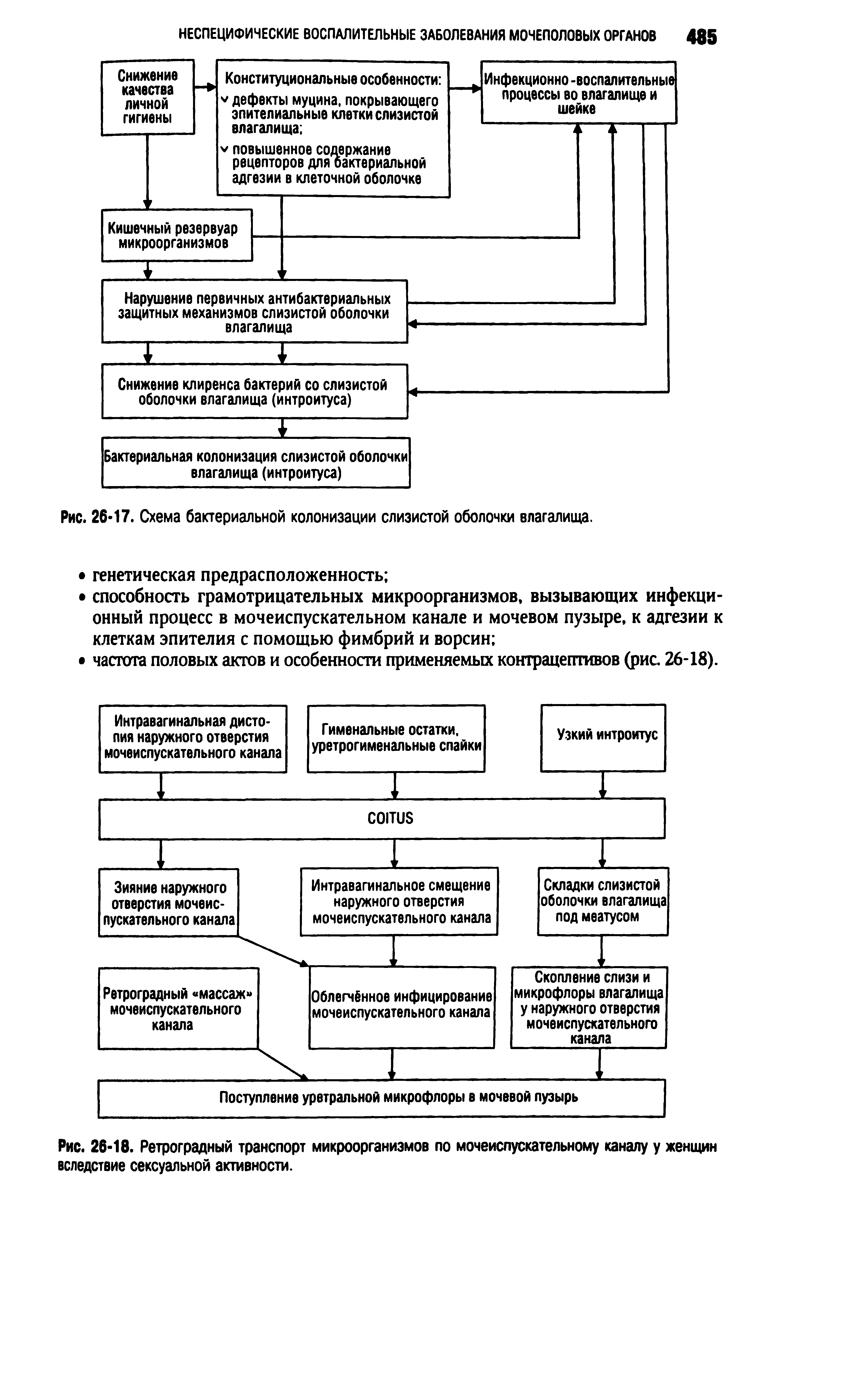 Рис. 26-18. Ретроградный транспорт микроорганизмов по мочеиспускательному каналу у женщин вследствие сексуальной активности.