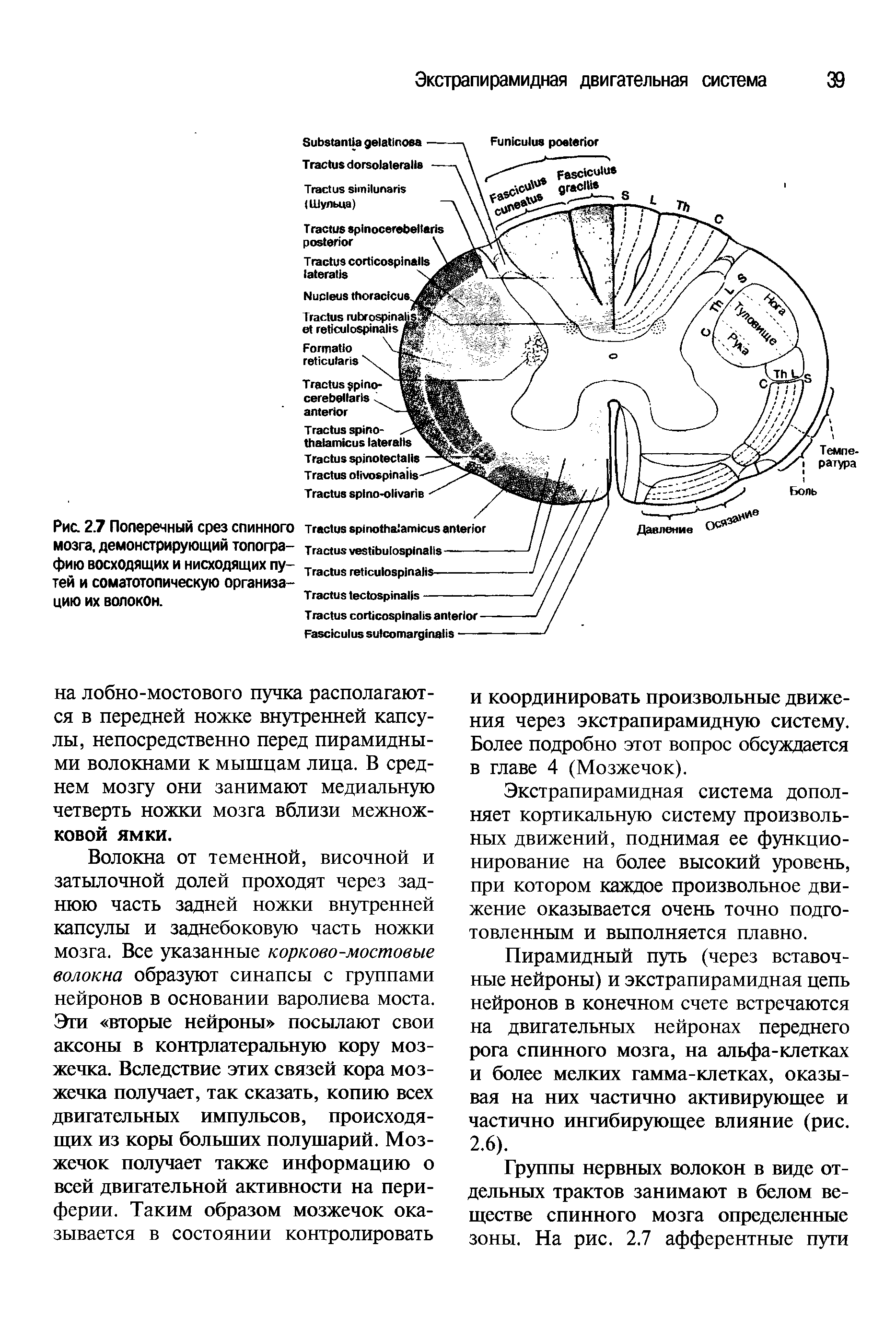 Рис. 27 Поперечный срез спинного мозга, демонстрирующий топографию восходящих и нисходящих путей и соматотопическую организацию их волокон.