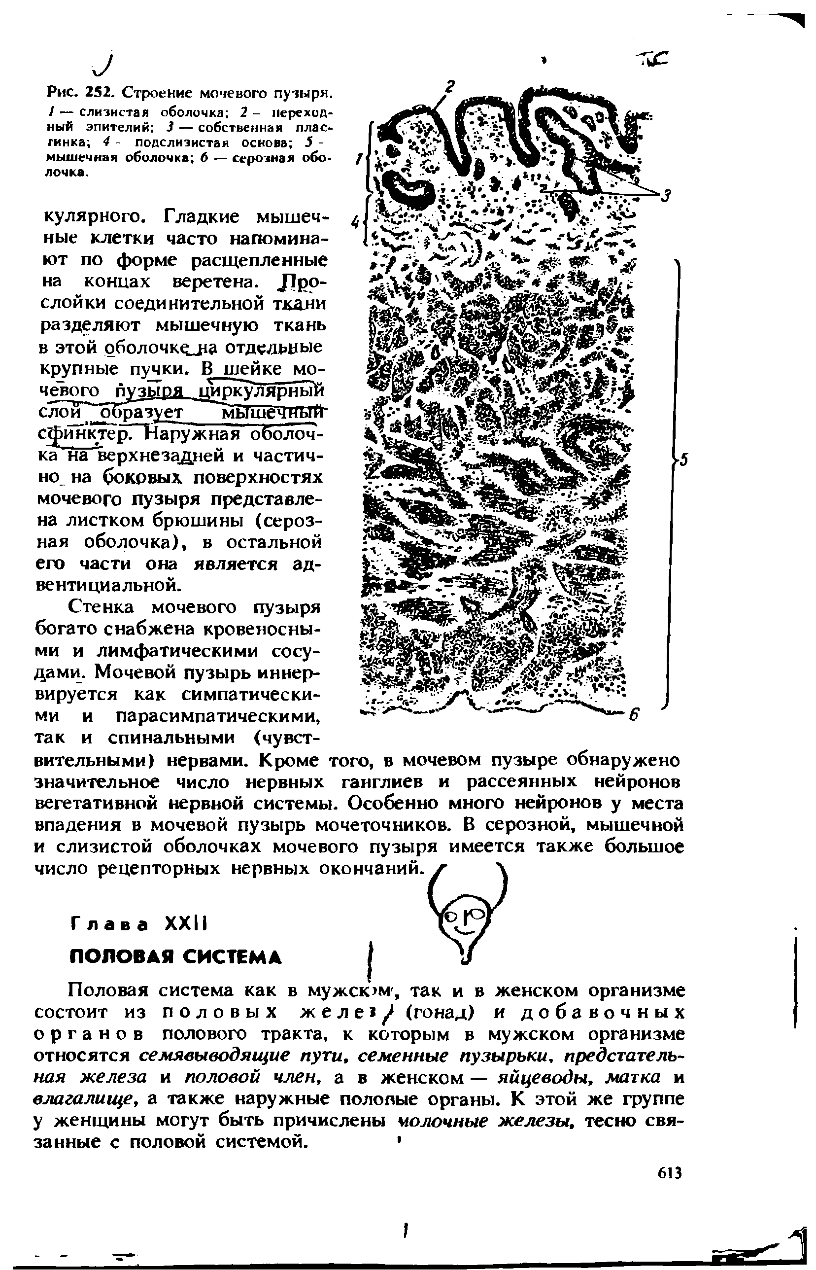 Рис. 252. Строение мочевого пузыря. 1 — слизистая оболочка 2 - переходный эпителий 3 — собственная плас-гинка 4 - подслизистая основа 5 -мышечная оболочка 6 — серозная оболочка.