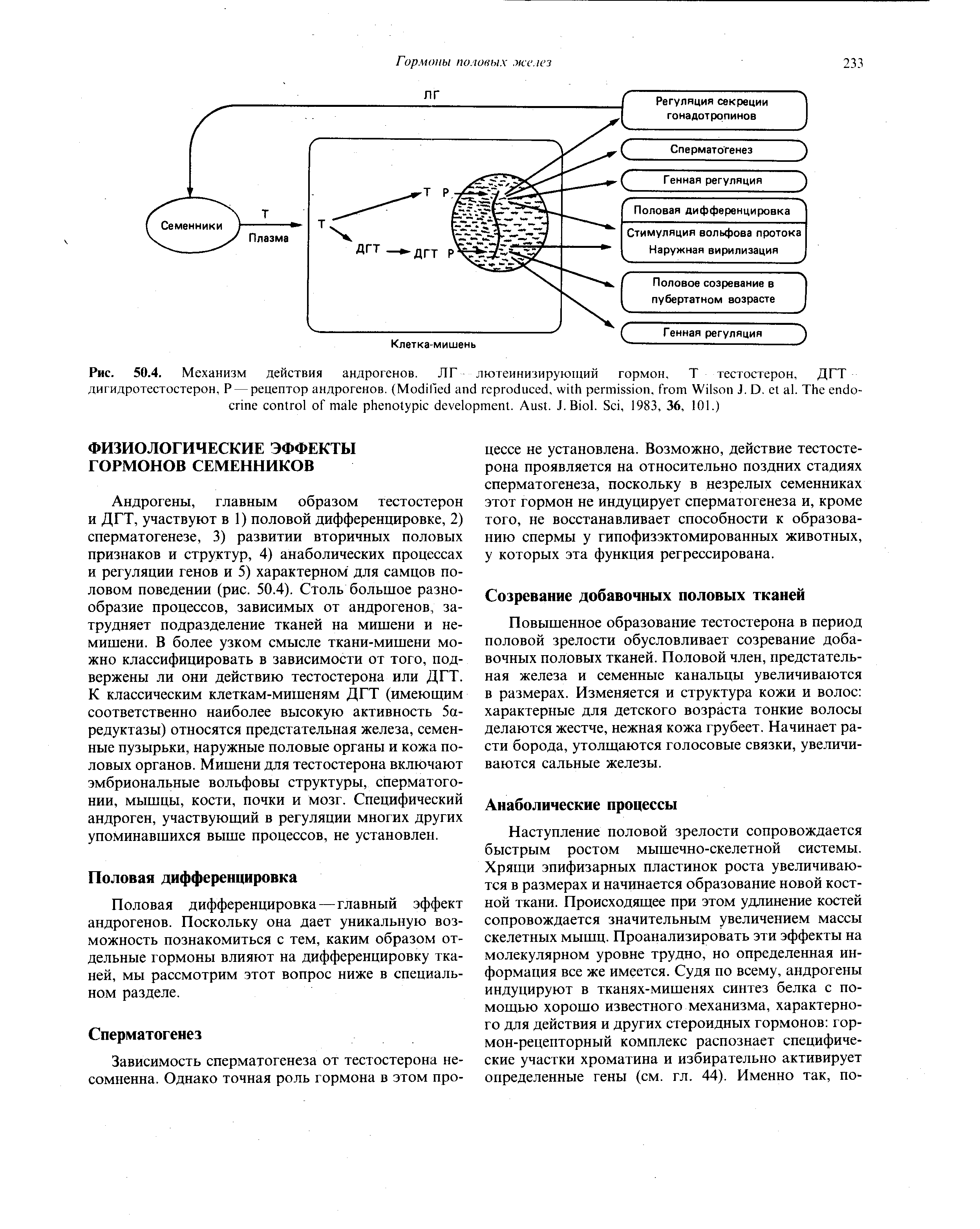 Рис. 50.4. Механизм действия андрогенов. Л Г лютеинизирующий гормон, Т тестостерон, ДГТ дигидротестостерон, Р —рецептор андрогенов. (M , , W J. D. . T . A . J. B . S , 1983, 36, 101.)...