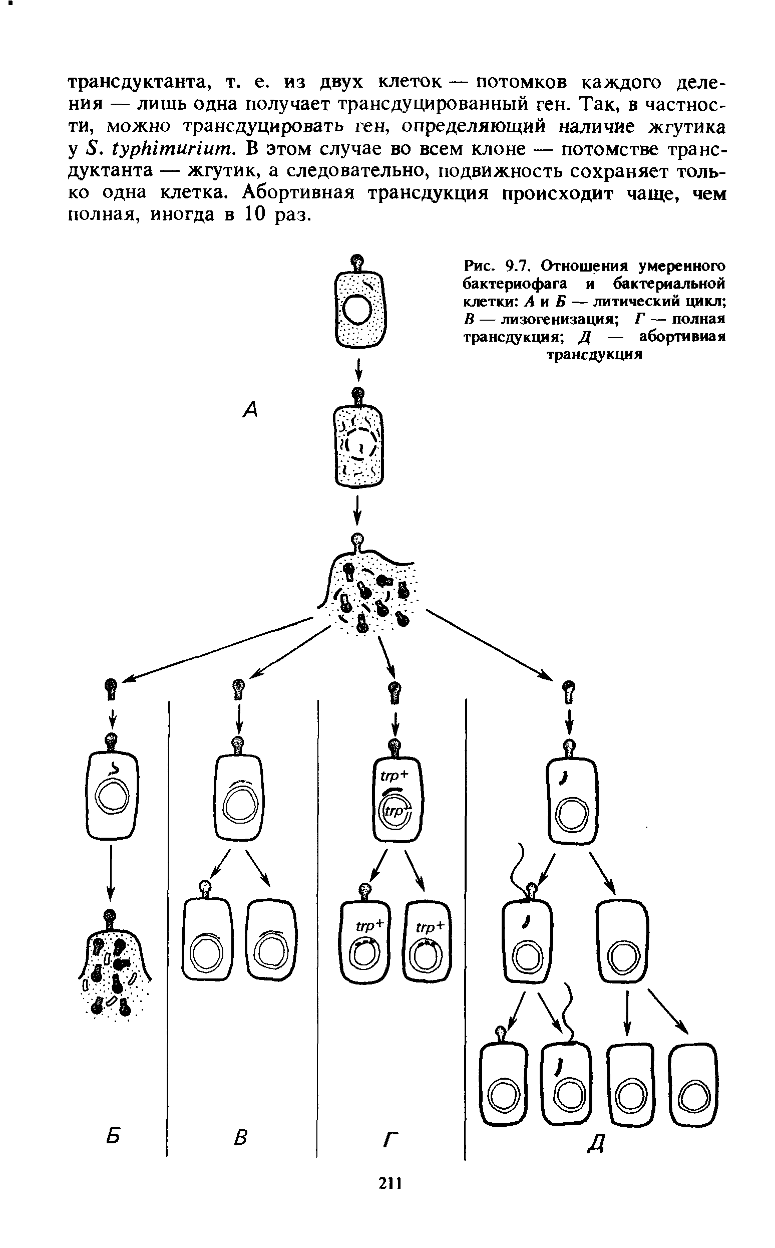 Рис. 9.7. Отношения умеренного бактериофага и бактериальной клетки А и Б — литический цикл В — лизогенизация Г — полная трансдукция Д — абортивная трансдукция...