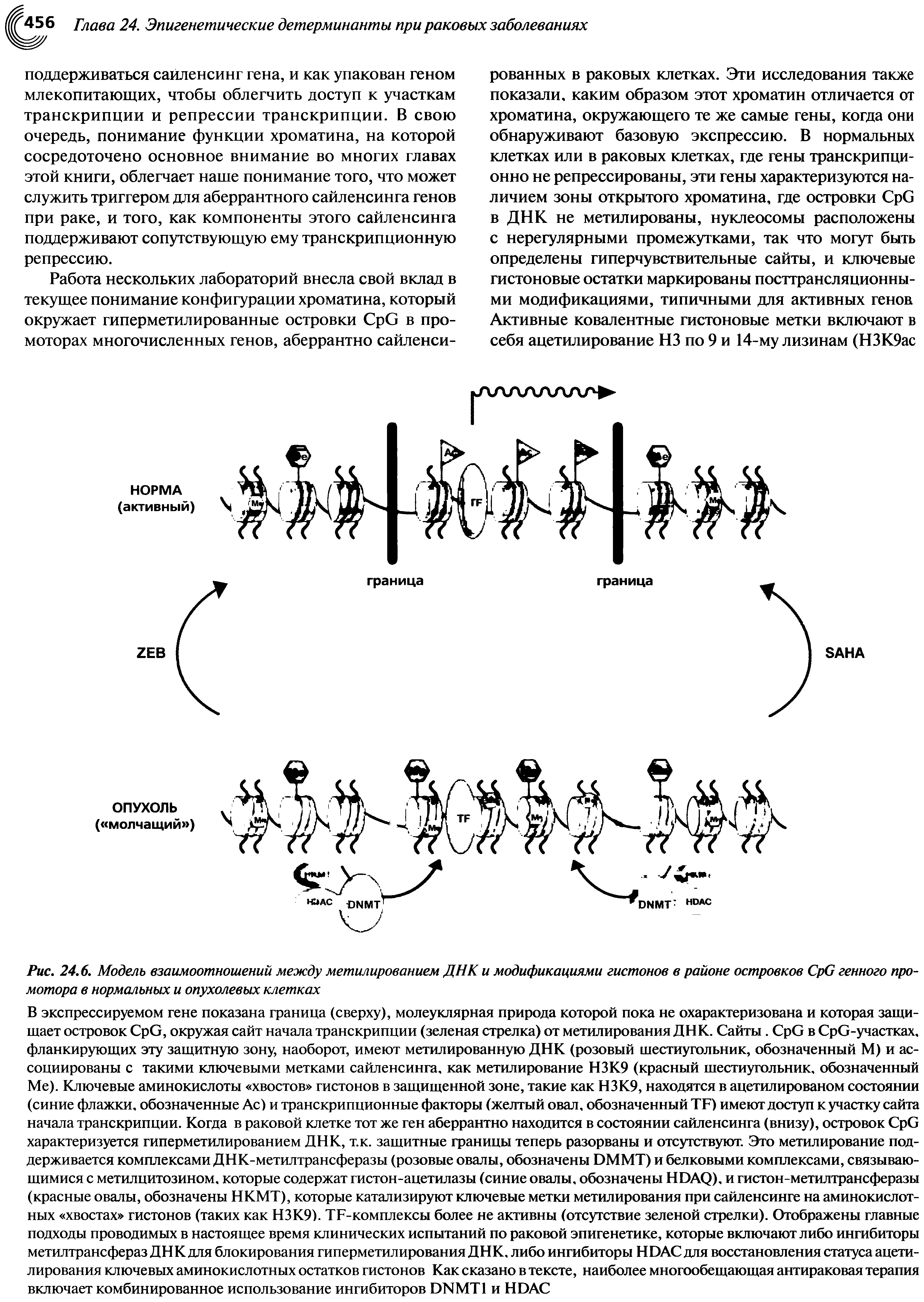 Рис. 24.6. Модель взаимоотношений между метилированием ДНК и модификациями гистонов в районе островков СрС генного промотора в нормальных и опухолевых клетках...
