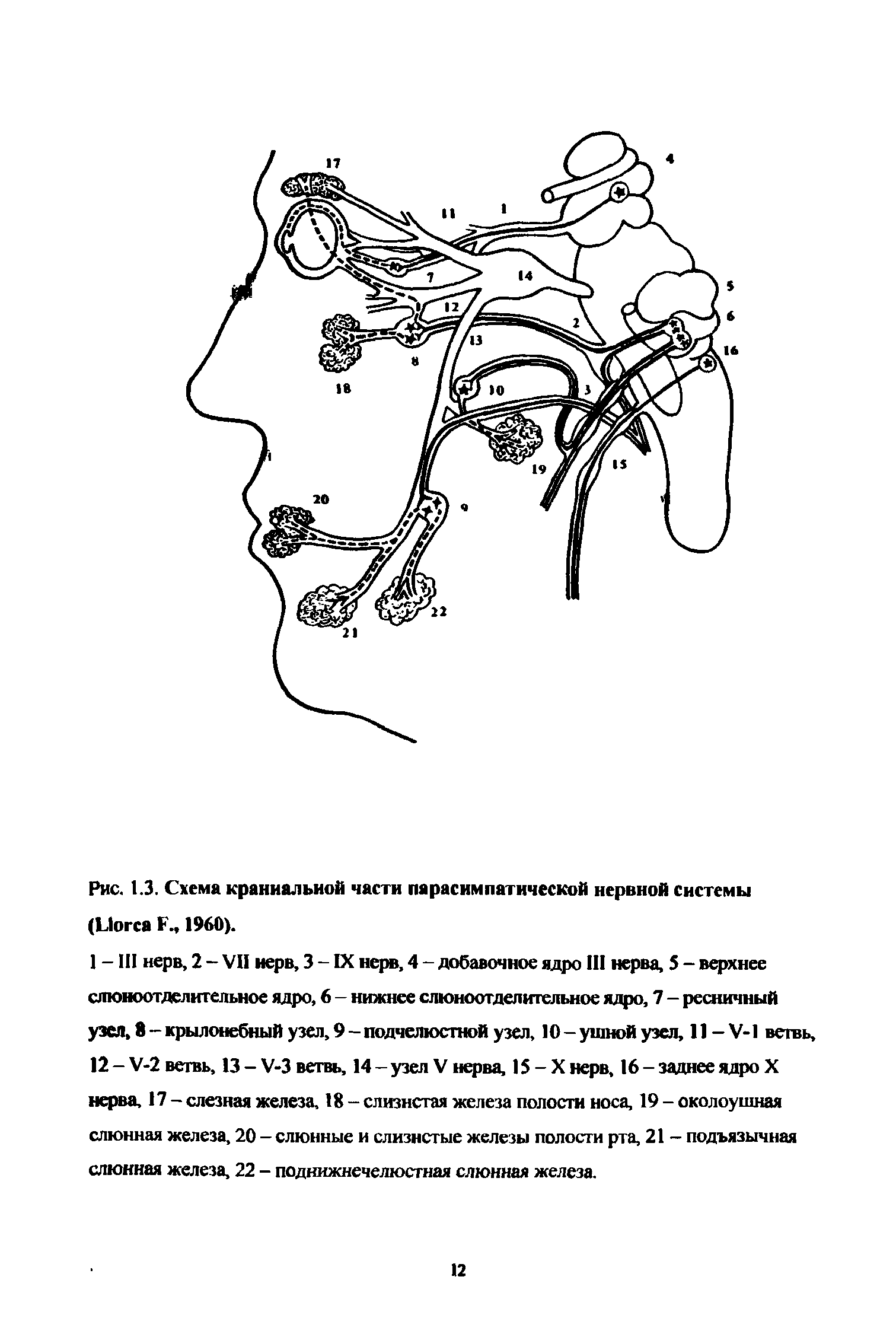 Рис. 1.3. Схема краниальной части парасимпатической нервной системы (Ыогса Р. 1960).