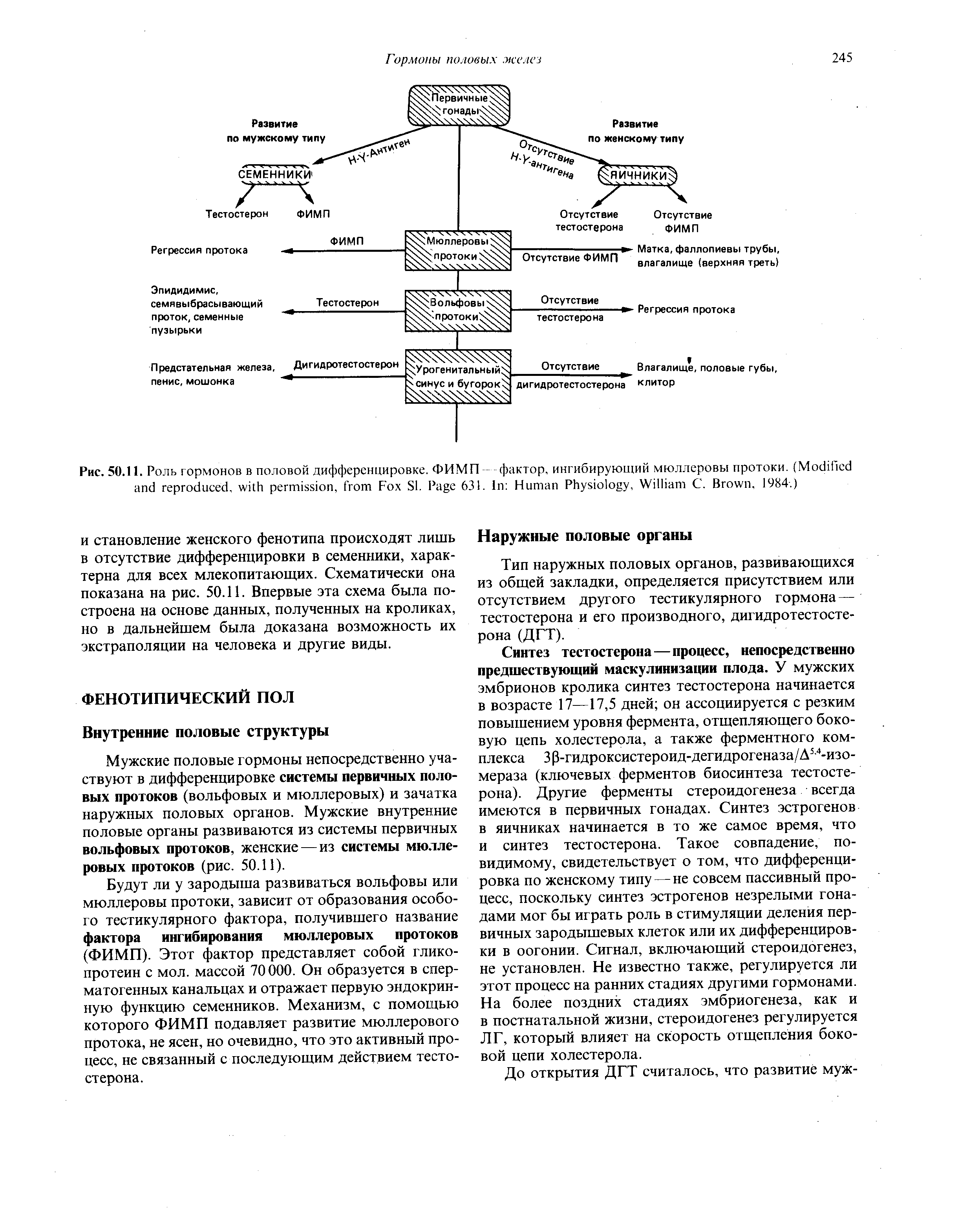 Рис. 50.11. Роль гормонов в половой дифференцировке. ФИМП- -фактор, ингибирующий мюллеровы протоки. (M , , F SI. P 631. I H P , W C. B , 1984.)...