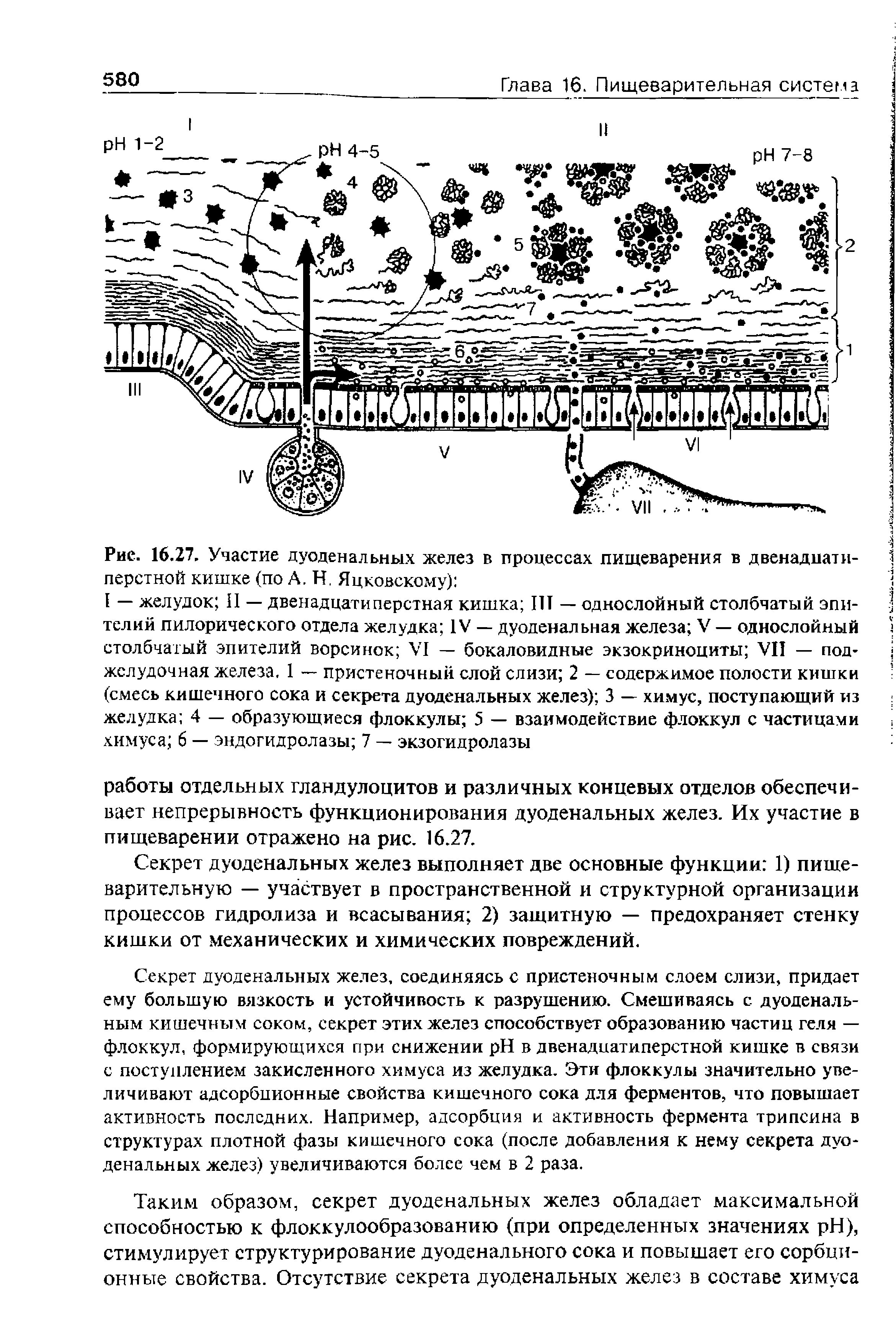 Рис. 16.27. Участие дуоденальных желез в процессах пищеварения в двенадцатиперстной кишке (по А. Н. Яцковскому) ...