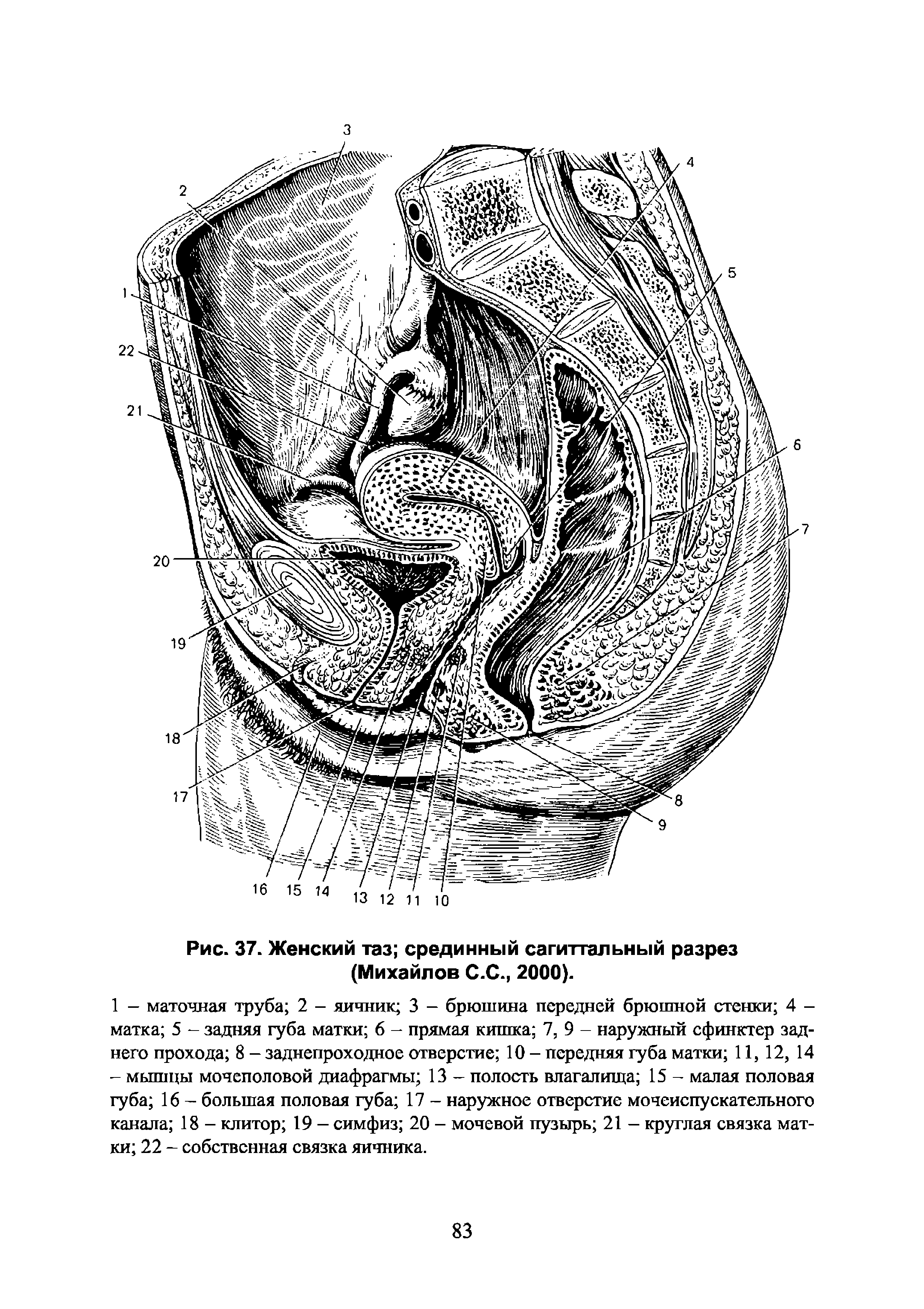 Схема сагиттального среза таза