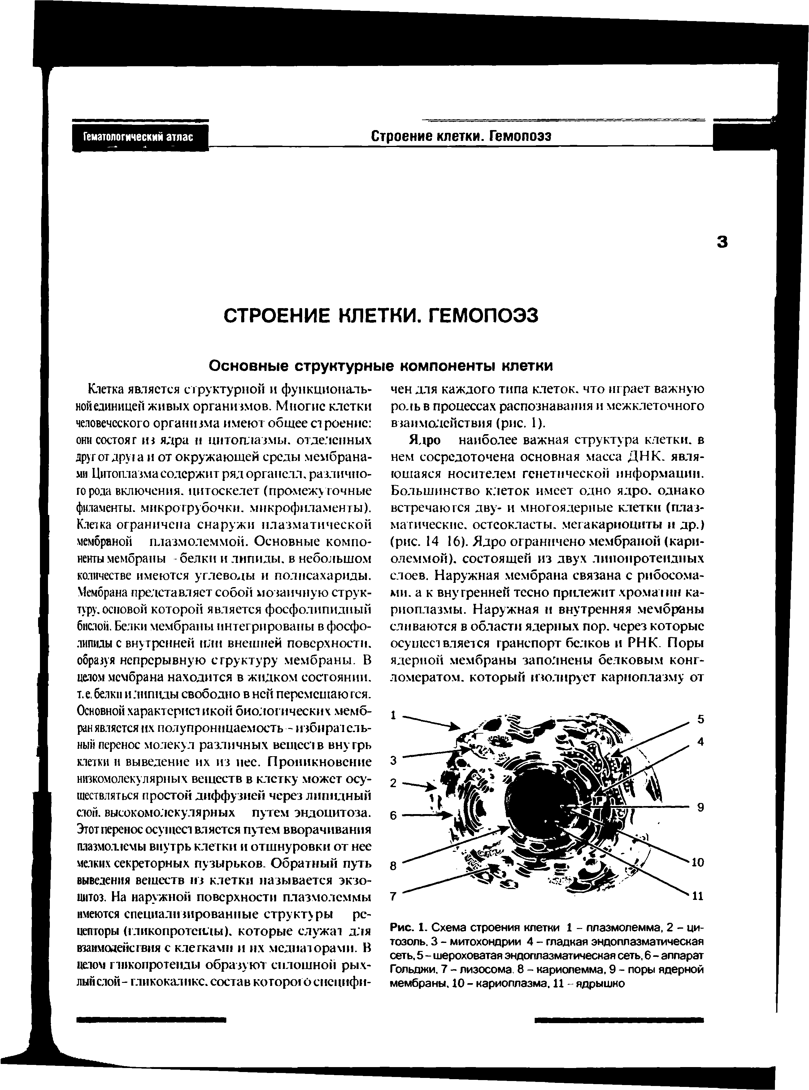 Рис. 1. Схема строения клетки 1 - плазмолемма, 2 - цитозоль. 3 - митохондрии 4 - гладкая эндоплазматическая сеть, 5 - шероховатая эндоплазматичесная сеть, 6 - аппарат Гольджи, 7 - лизосома, 8 - кариолемма. 9 - поры ядерной мембраны. 10 - кариоплазма. 11 - ядрышко...