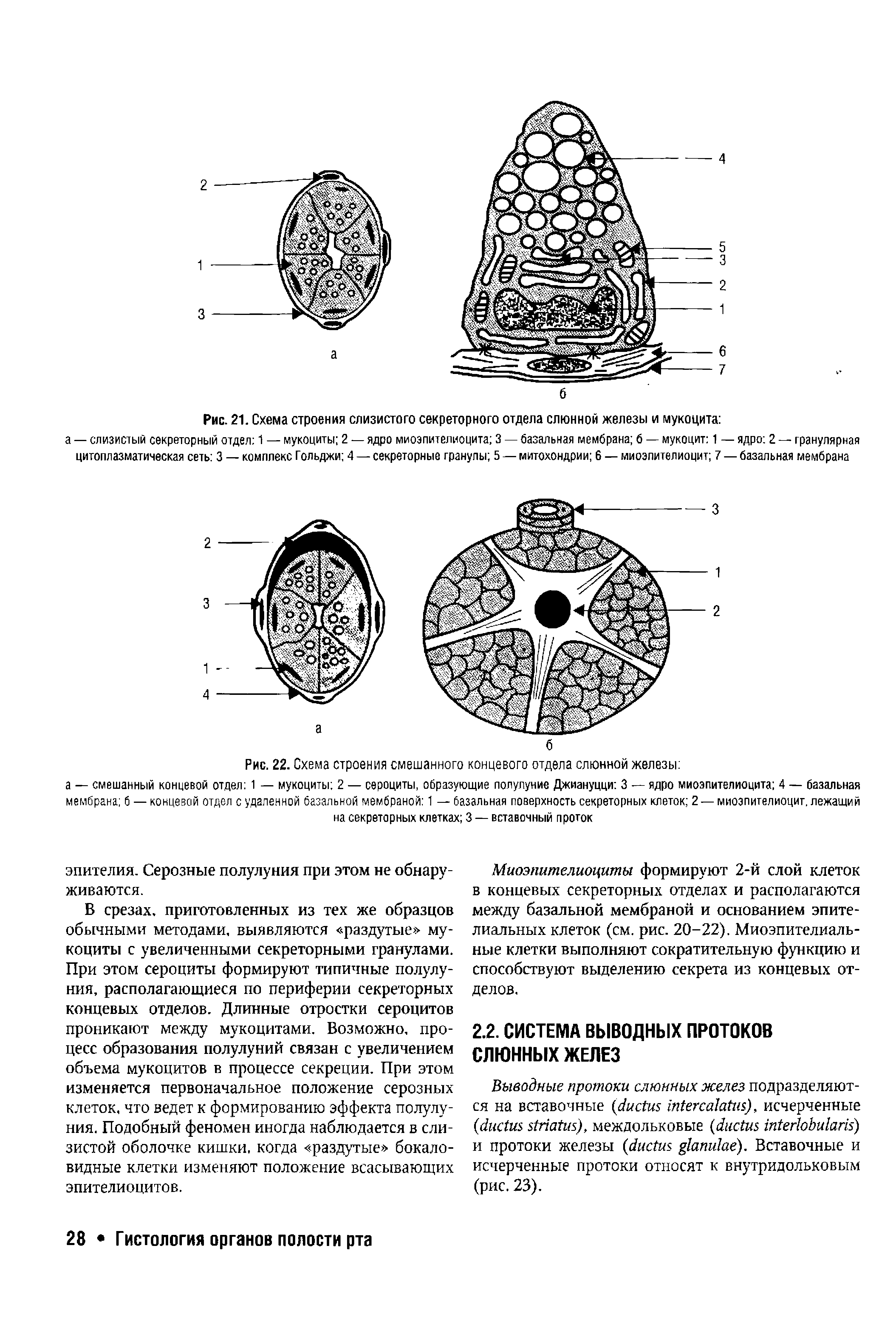 Рис. 22. Схема строения смешанного концевого отдела слюнной железы ...