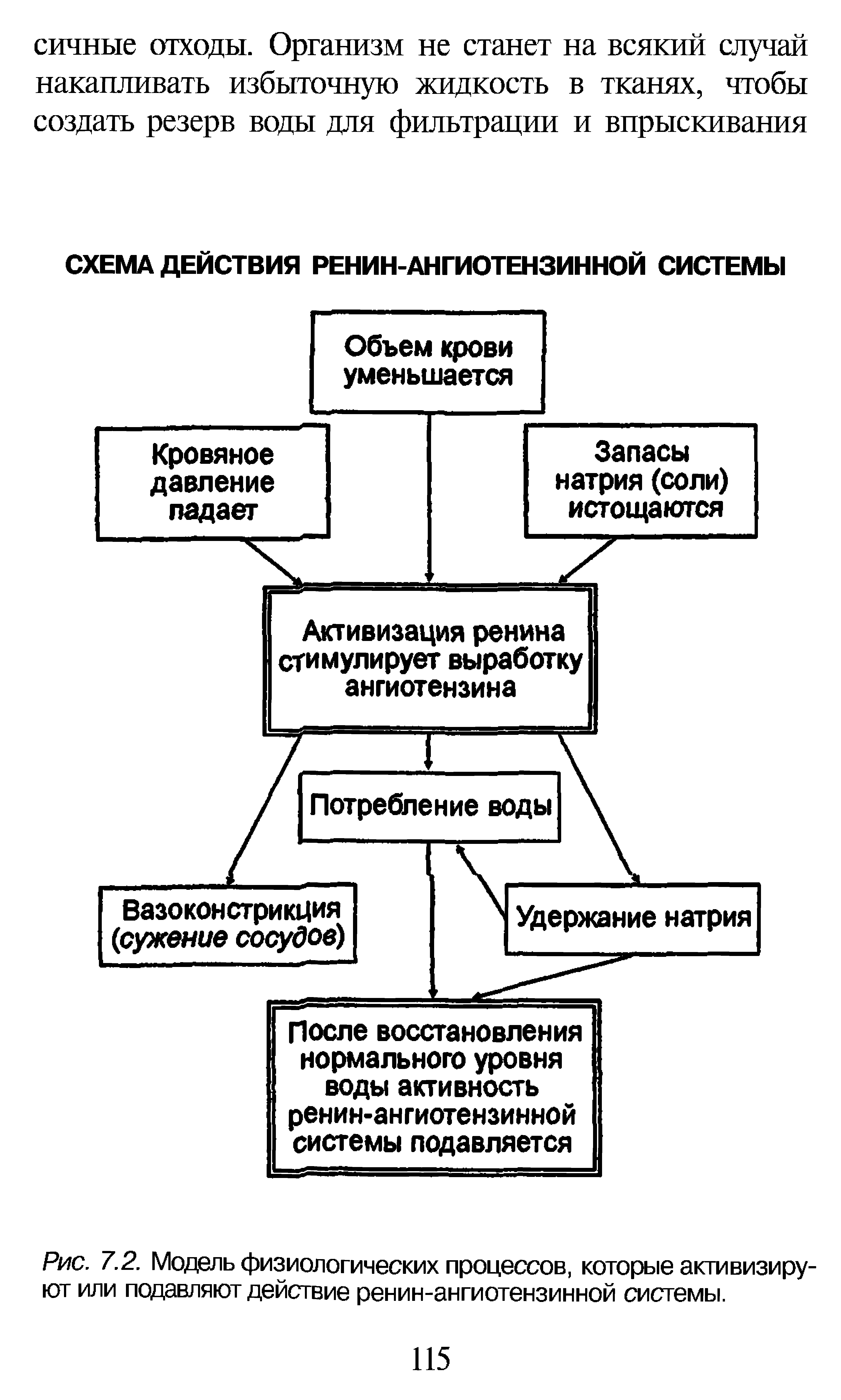 Рис. 7.2. Модель физиологических процессов, которые активизируют или подавляют действие ренин-ангиотензинной системы.