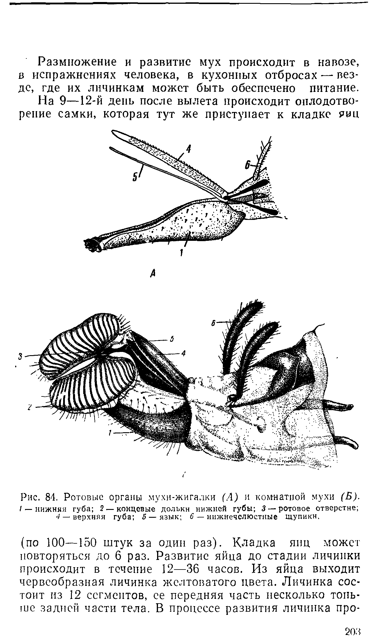 Рис. 84. Ротовые органы мухи-жигалки (.4) и комнатной мухи (Б). / — нижняя губа 2— концевые дольки нижней губы 3— ротовое отверстие ...
