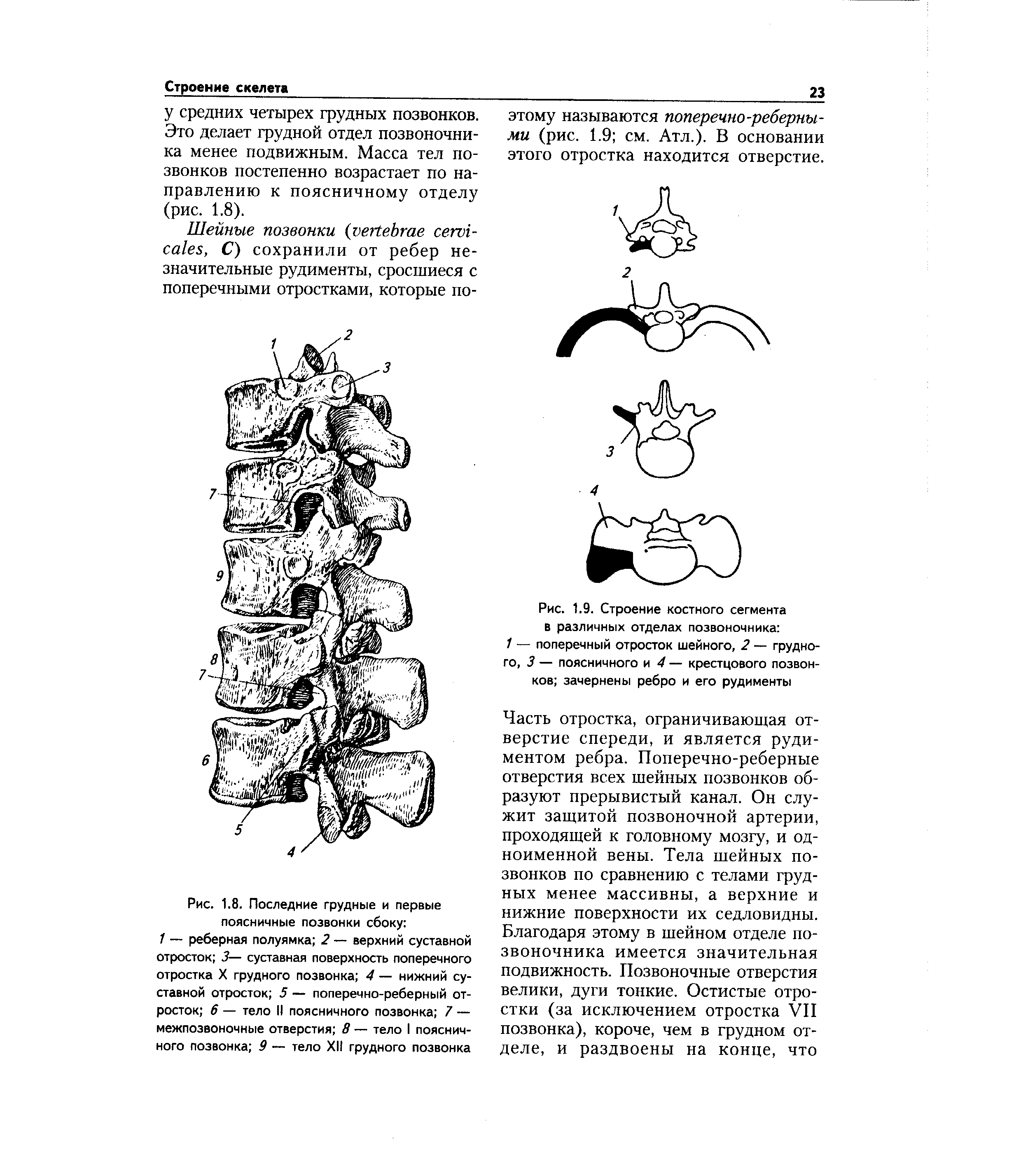 Рис. 1.9. Строение костного сегмента В различных отделах позвоночника 1 — поперечный отросток шейного, 2 — грудного, 3 — поясничного и 4 — крестцового позвонков зачернены ребро и его рудименты...