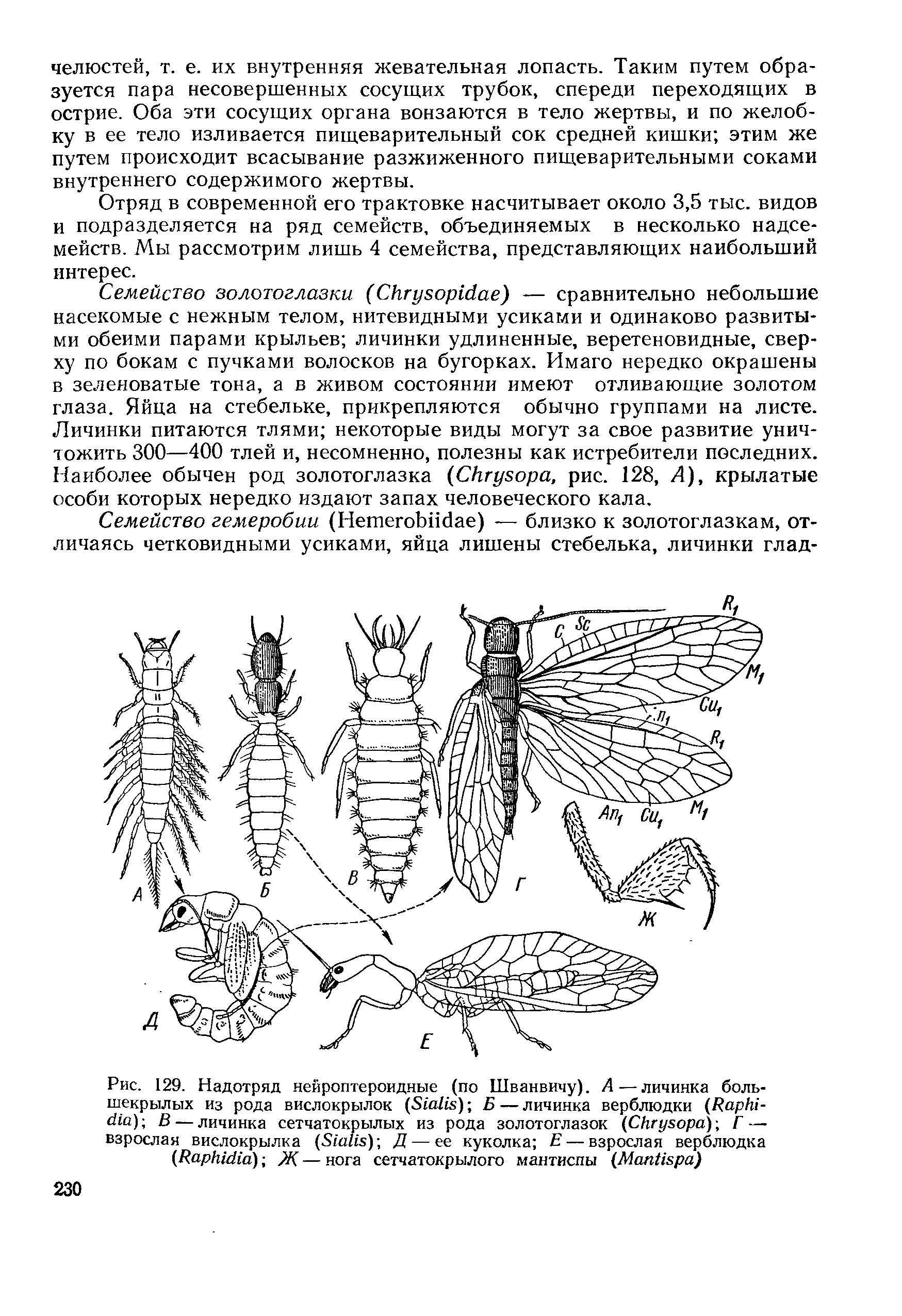 Рис. 129. Надотряд нейроптероидные (по Шванвичу). А—личинка большекрылых из рода вислокрылок (Хга/гя) Б — личинка верблюдки (ДарЫ-с га) В — личинка сетчатокрылых из рода золотоглазок (СЬгуБора) Г — взрослая вислокрылка (БшИх)-, Д— ее куколка Е — взрослая верблюдка (ДарНиНа) Ж. — нога сетчатокрылого мантиспы (МапИБра)...