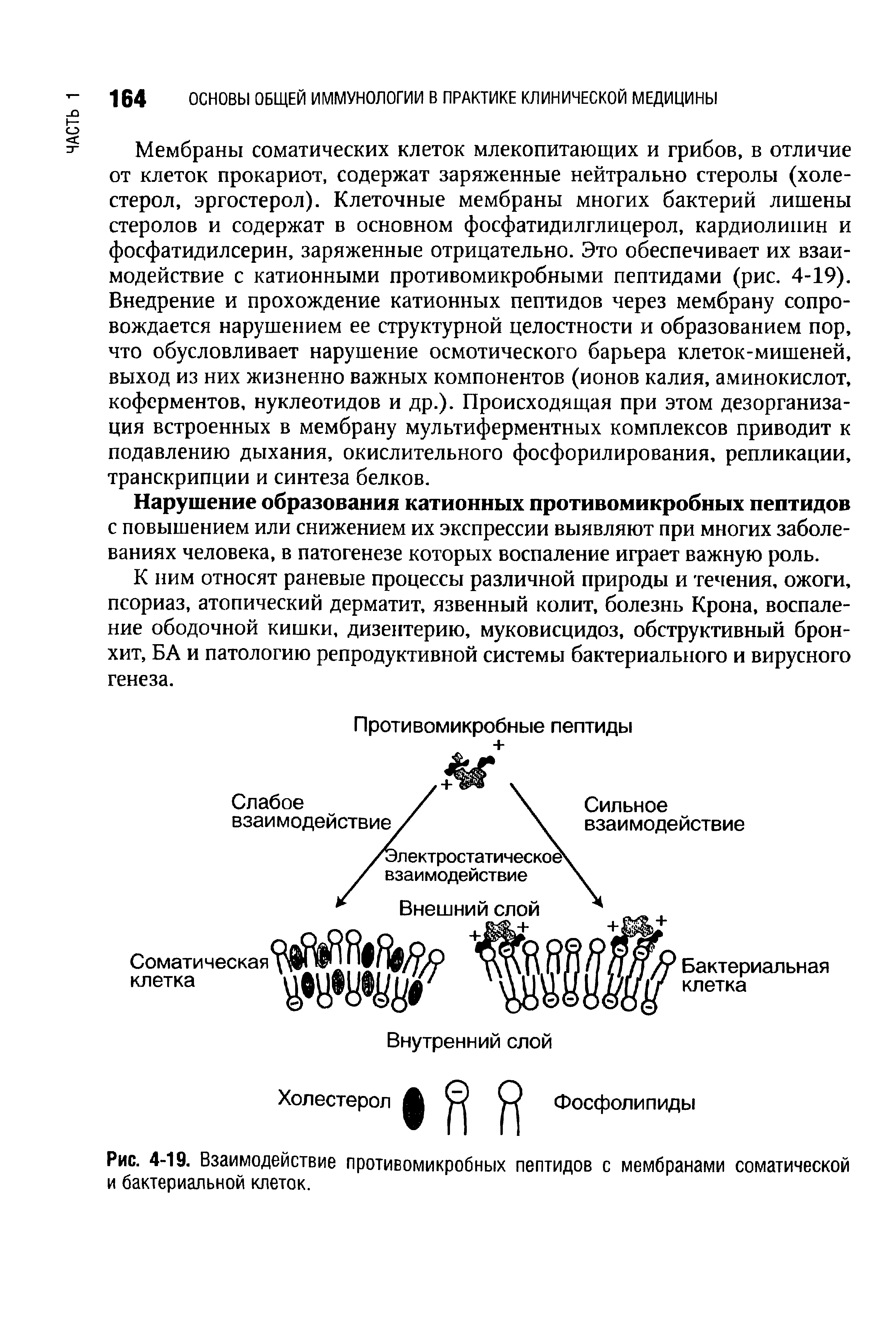 Рис. 4-19. Взаимодействие противомикробных пептидов с мембранами соматической и бактериальной клеток.