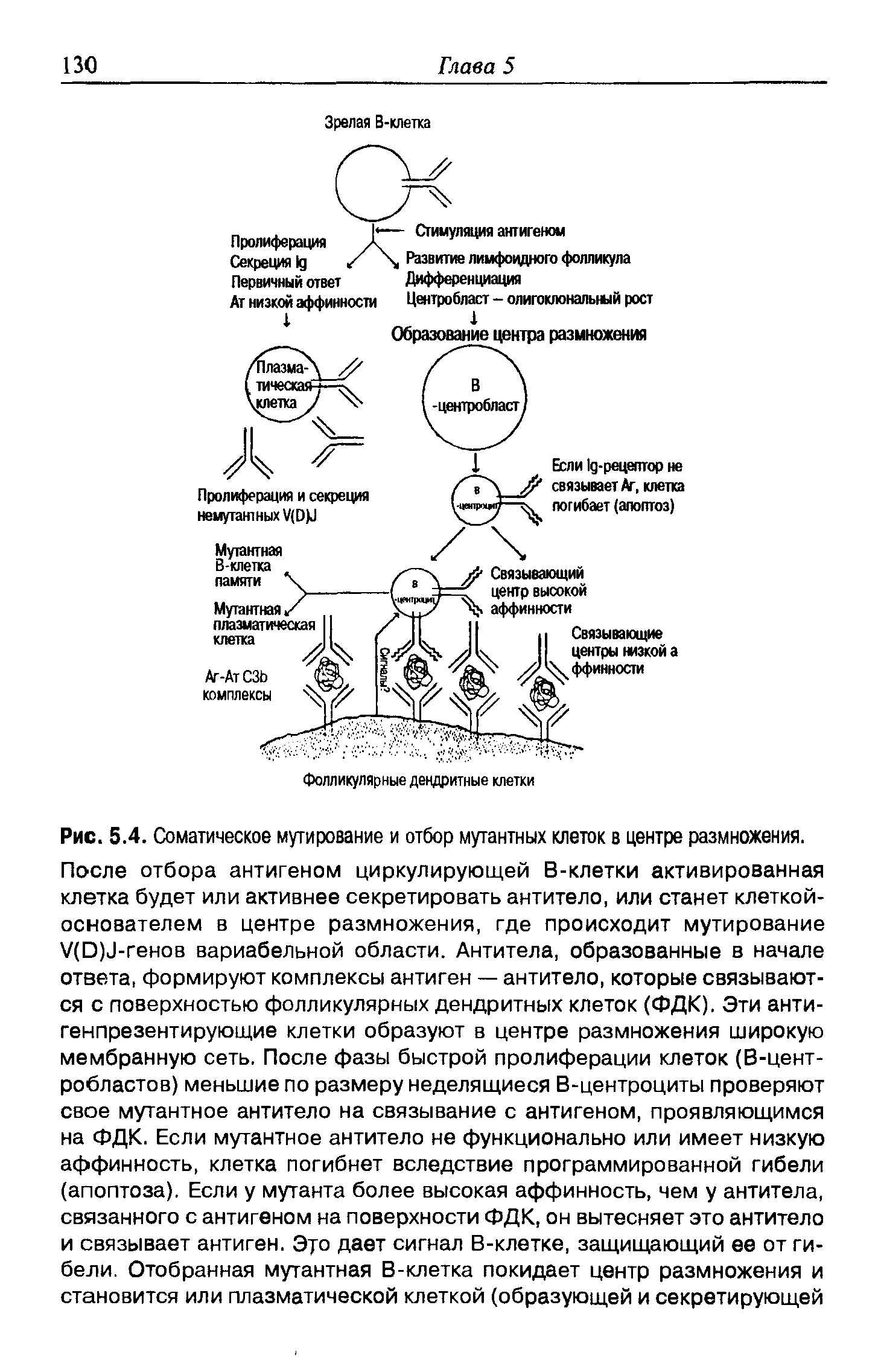 Рис. 5.4. Соматическое мутирование и отбор мутантных клеток в центре размножения.