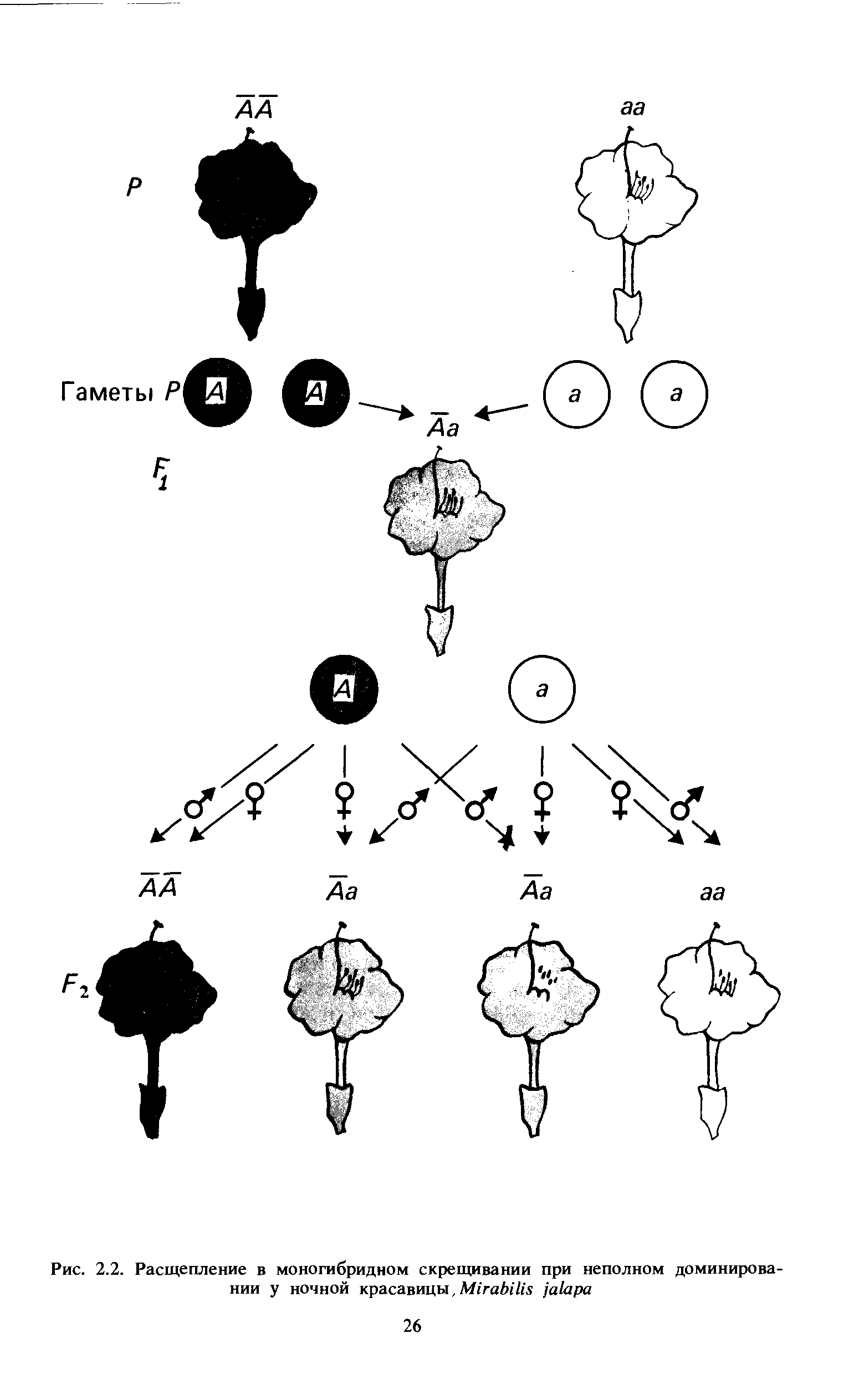 Рис. 2.2. Расщепление в моногибридном скрещивании при неполном доминировании у ночной красавицы, M ...