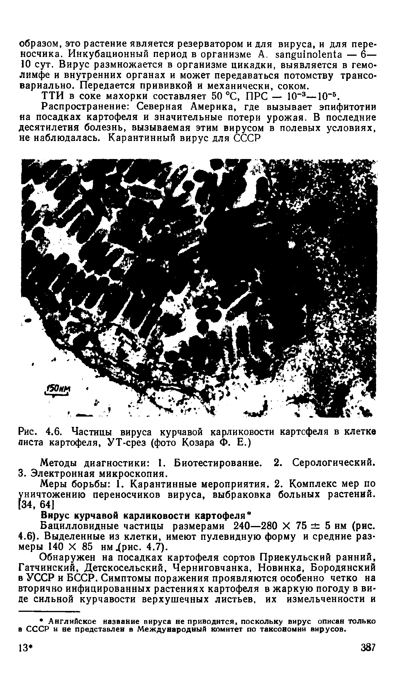 Рис. 4.6. Частицы вируса курчавой карликовости картофеля в клетке листа картофеля, УТ-срез (фото Козара Ф. Е.)...