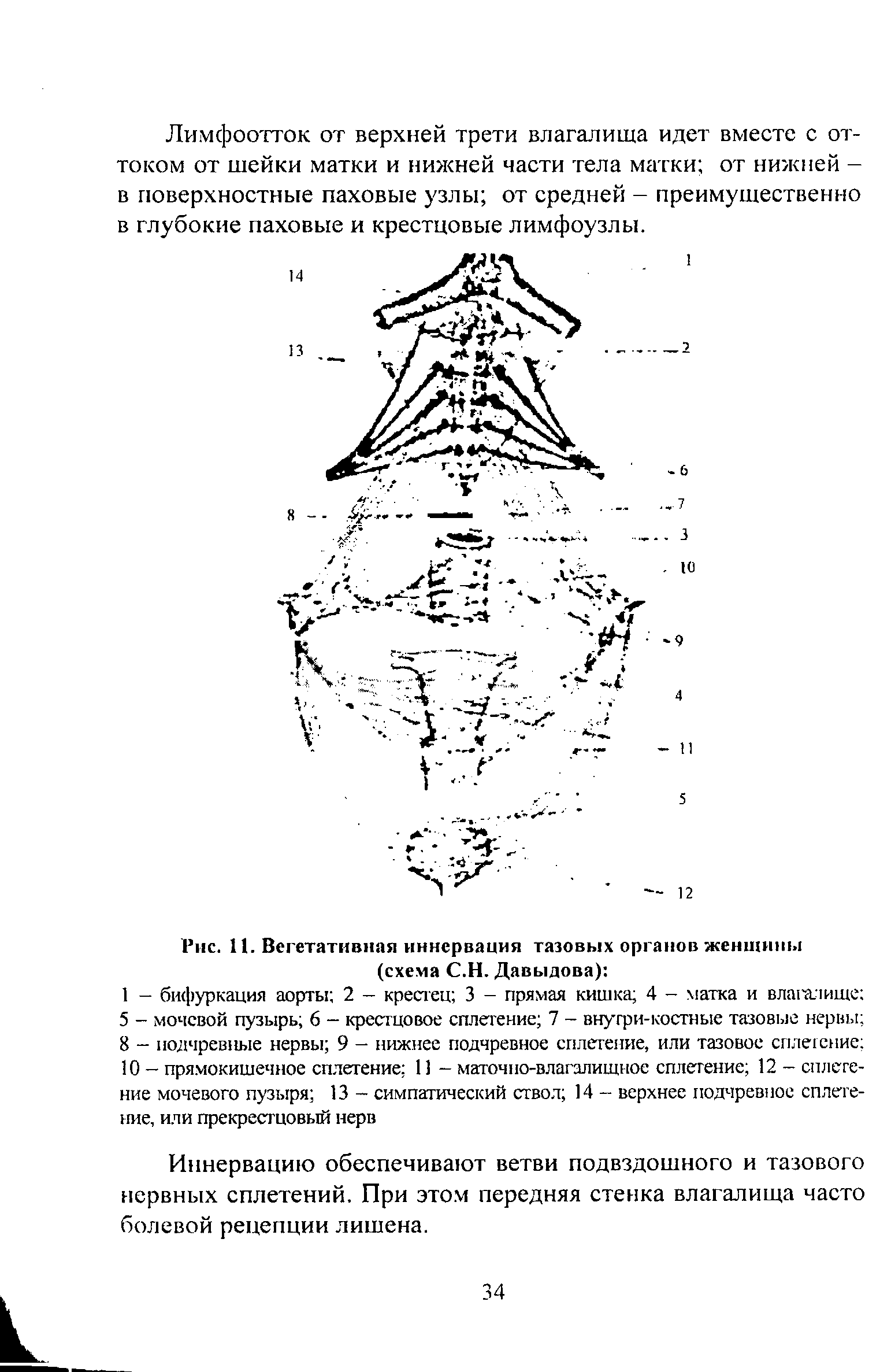 Рис. 11. Вегетативная иннервация тазовых органов женщины (схема С.Н. Давыдова) ...