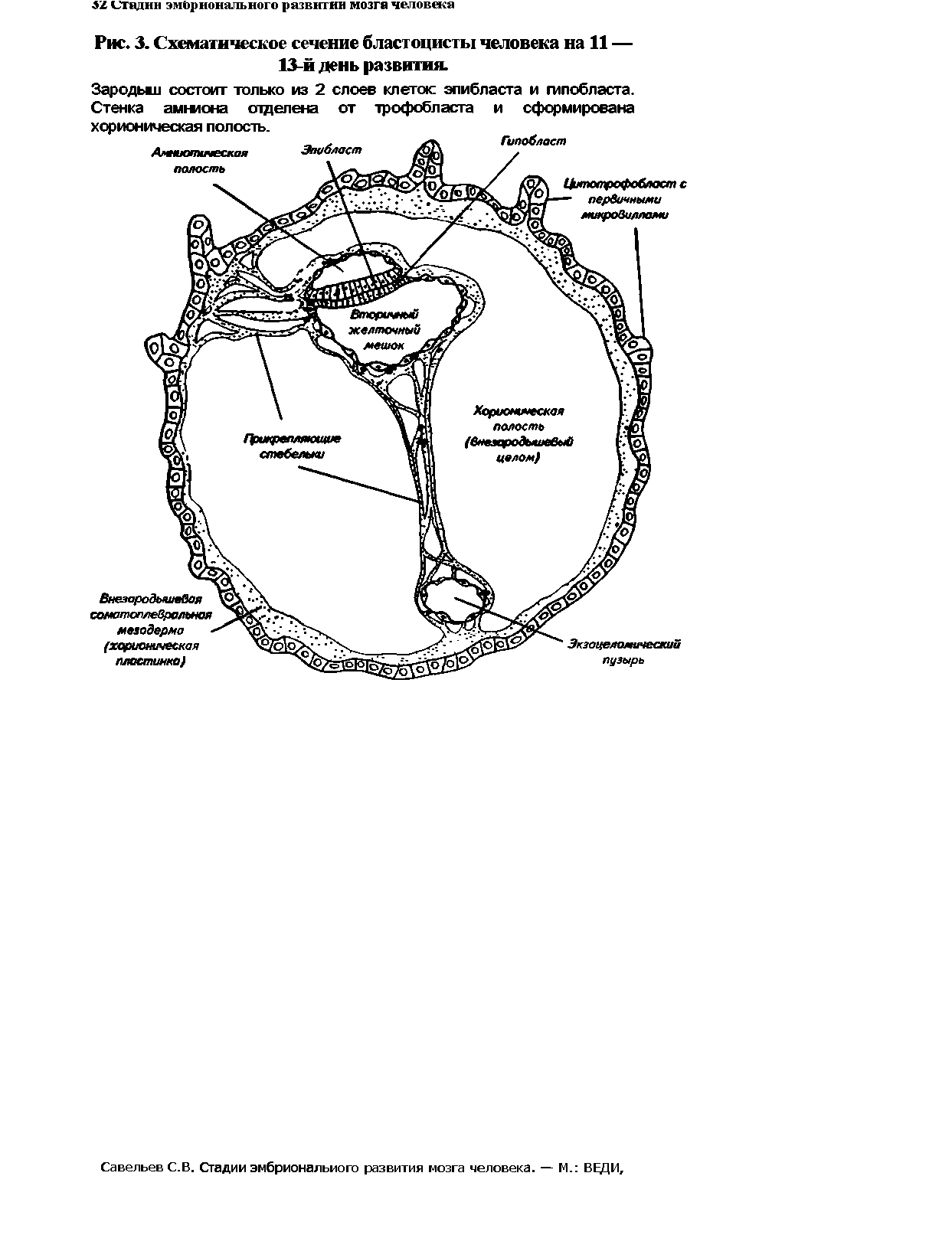 Рис. 3. Схематическое сечение бластоцисты человека на 11 — 13-й день развития.