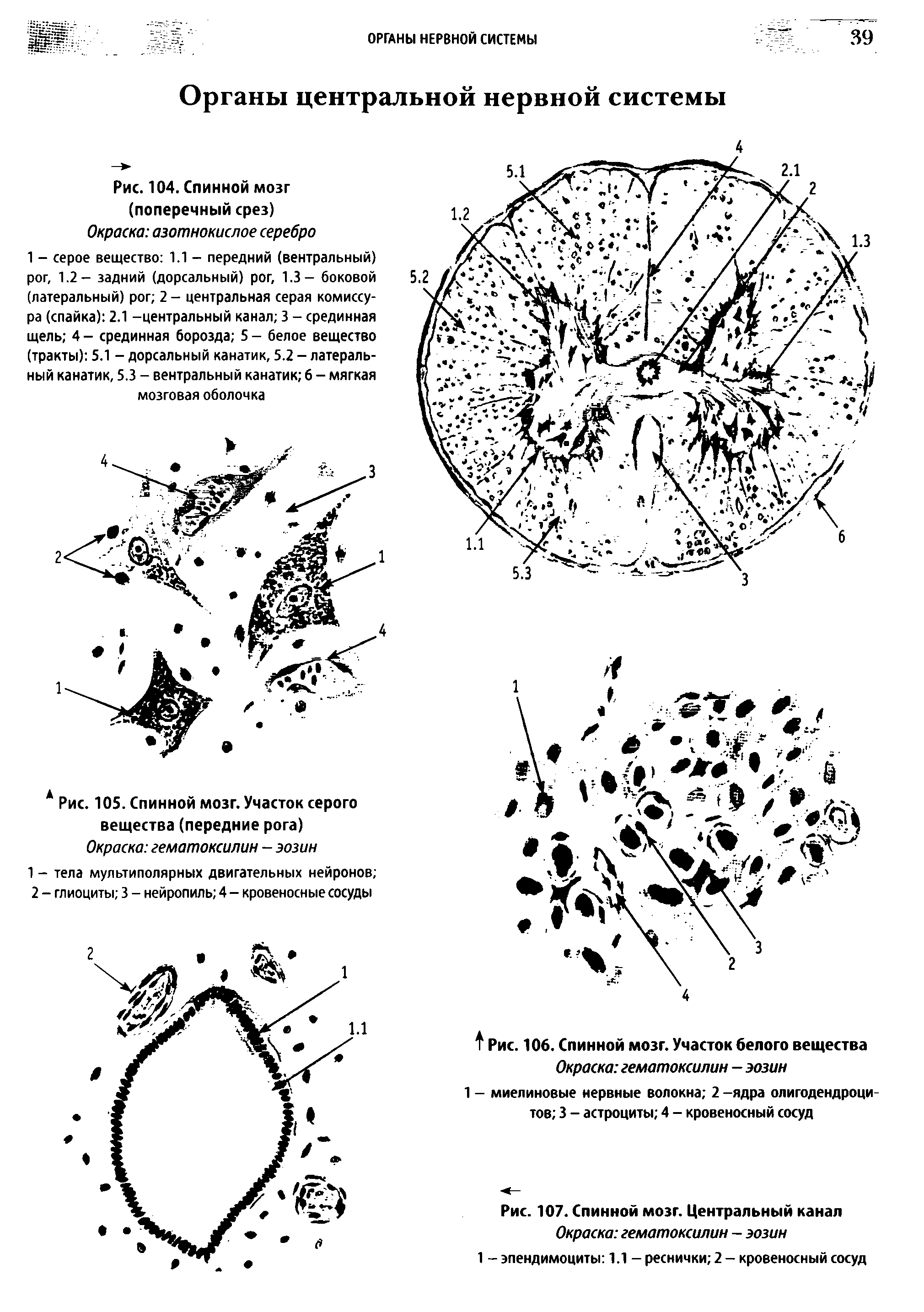 Рис. 104. Спинной мозг (поперечный срез) Окраска азотнокислое серебро...