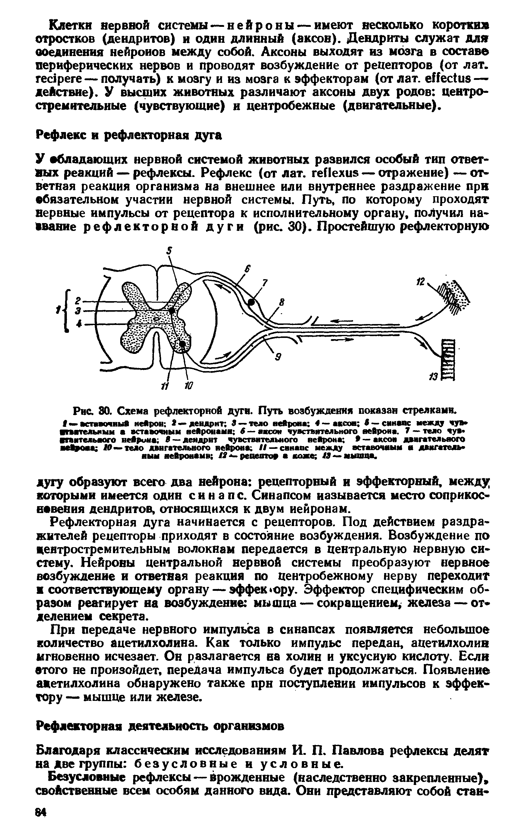 Рис. 30. Схема рефлекторной дуги. Путь возбуждения показан стрелками.