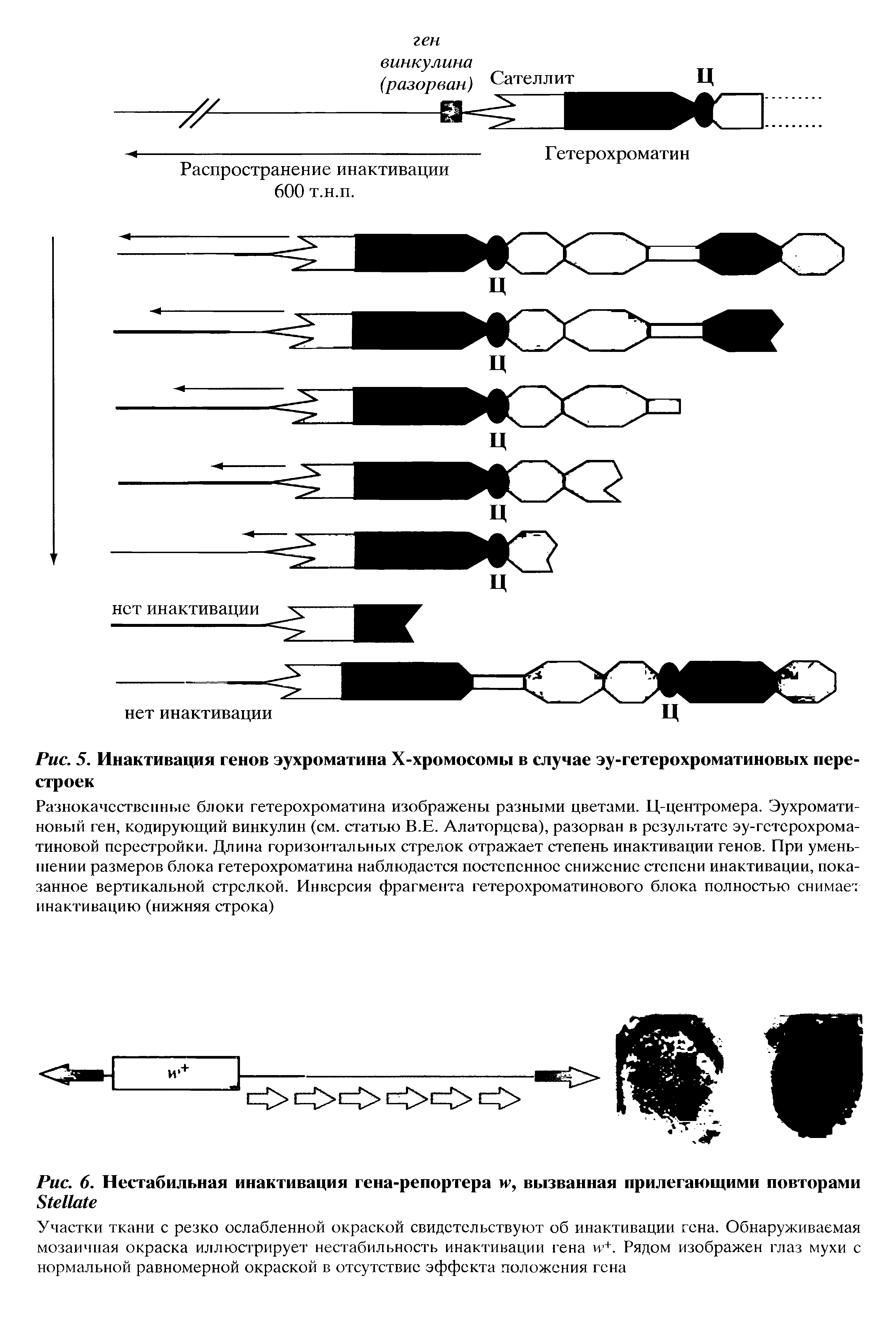 Рис. 5. Инактивация генов эухроматина Х-хромосомы в случае эу-гетерохроматиновых перестроек...