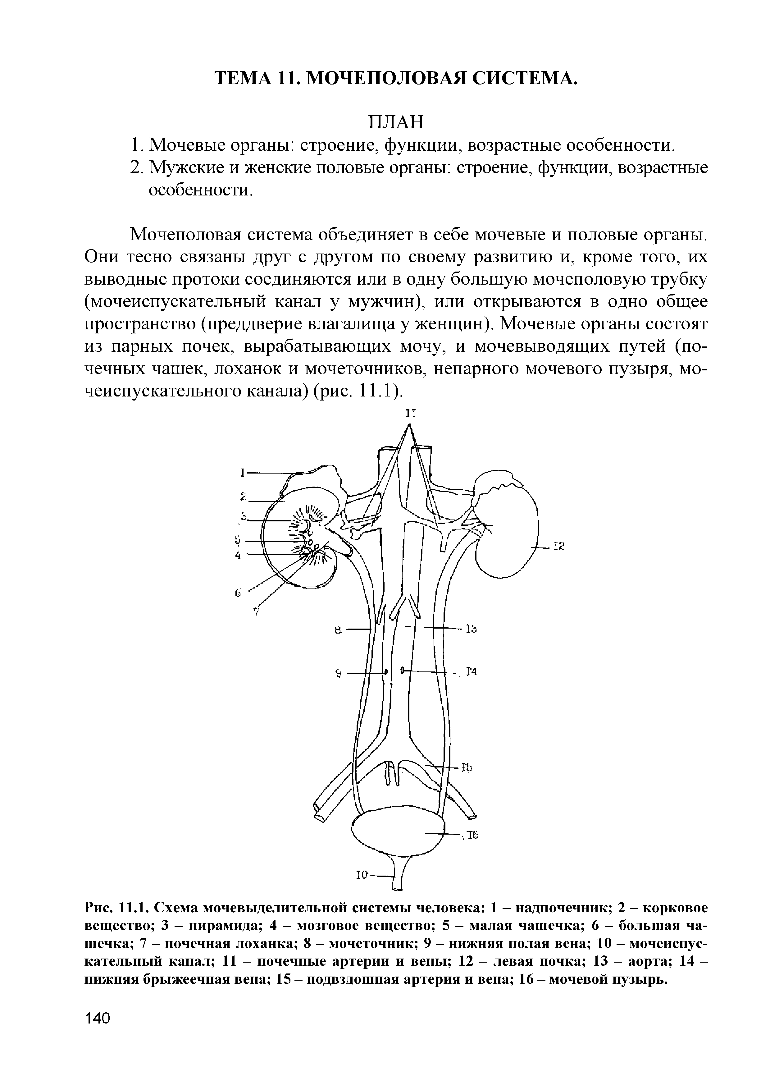 Рис. 11.1. Схема мочевыделительной системы человека 1 - надпочечник 2 - корковое вещество 3 - пирамида 4 - мозговое вещество 5 - малая чашечка 6 - большая чашечка 7 - почечная лоханка 8 - мочеточник 9 - нижняя полая вена 10 - мочеиспускательный канал 11 - почечные артерии и вены 12 - левая почка 13 - аорта 14 -нижняя брыжеечная вена 15 - подвздошная артерия и вена 16 - мочевой пузырь.