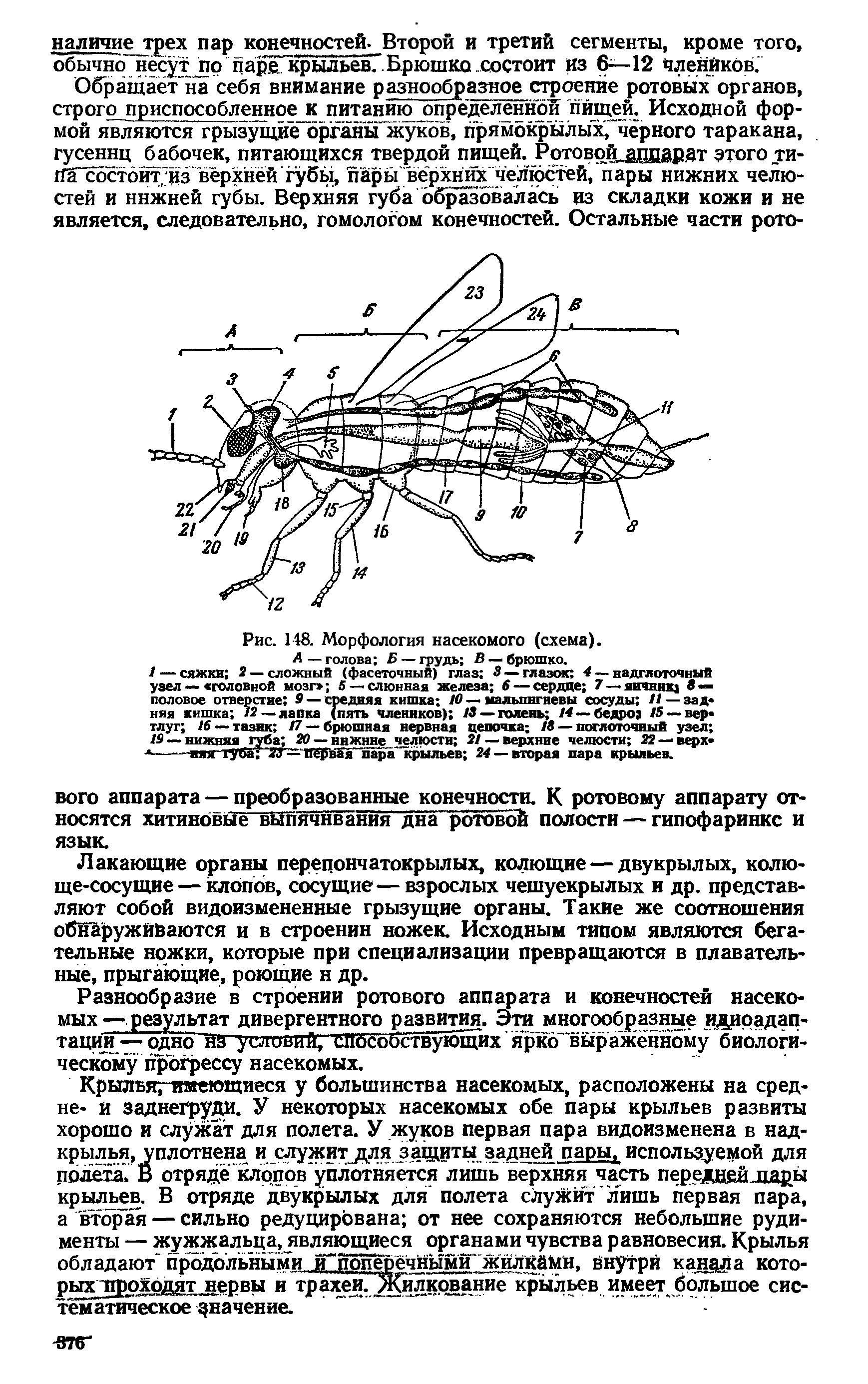 Рис. 148. Морфология насекомого (схема). А — голова Б — грудь В — брюшко.