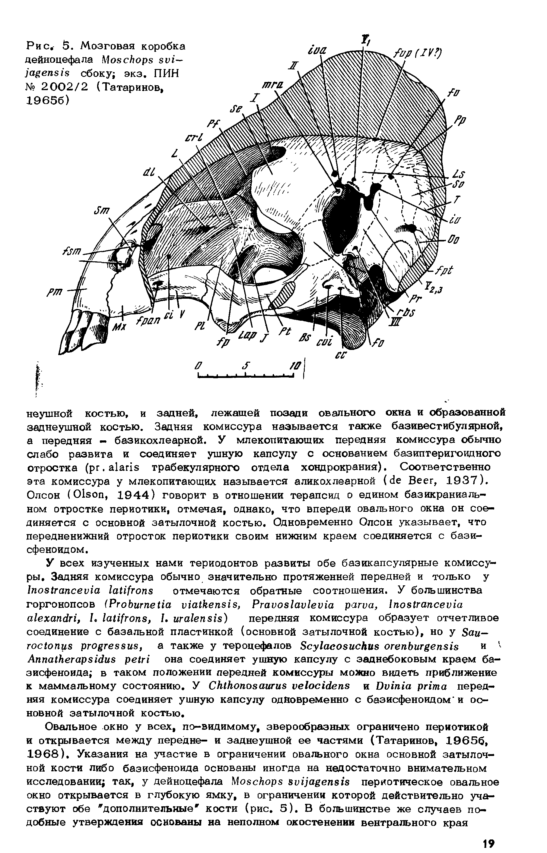 Рис. 5. Мозговая коробка дейноцефала M / — сбоку экз. ПИН № 2002/2 (Татаринов 19656)...