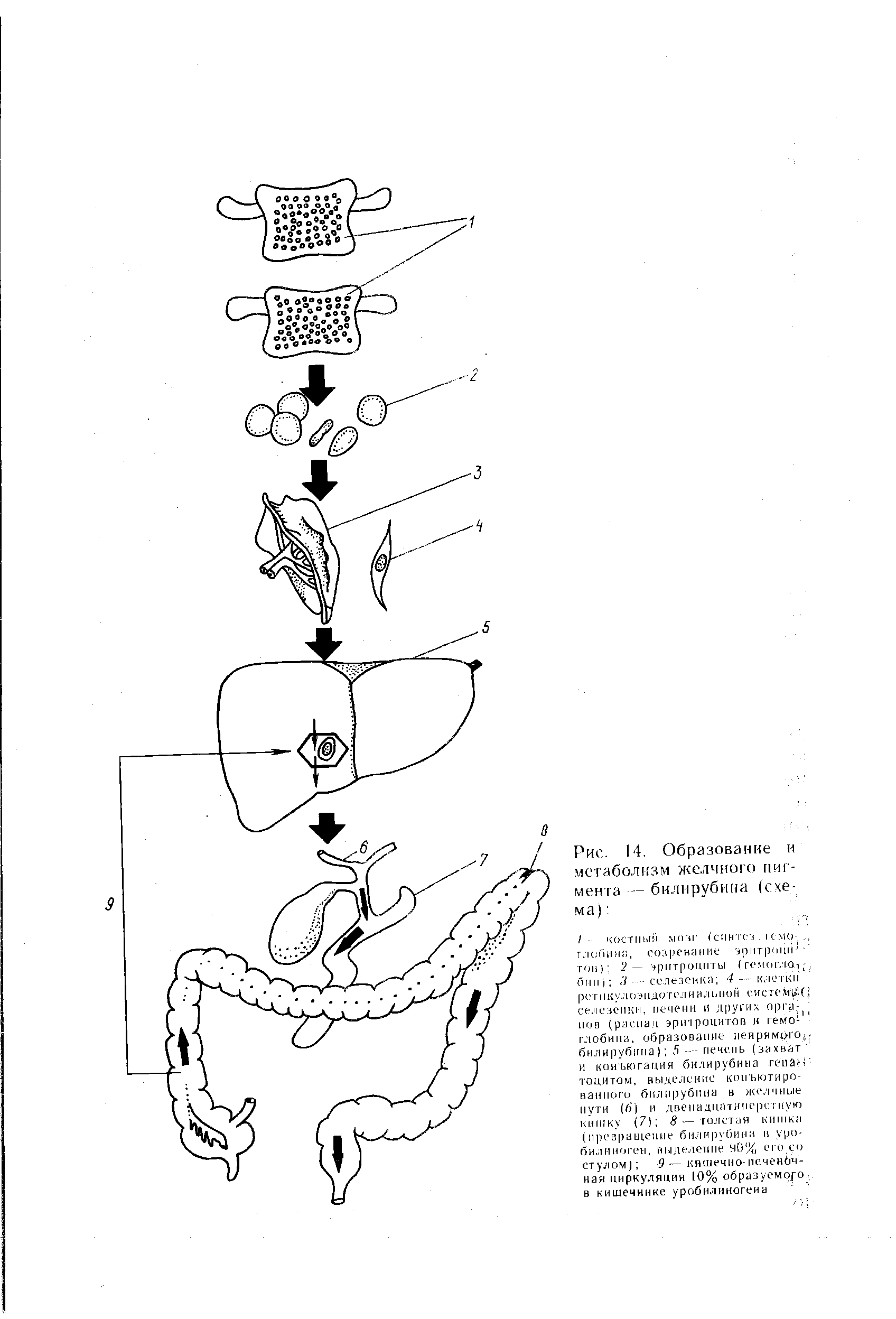 Рис. 14. Образование и метаболизм желчного пигмента — билирубина (схема) ...