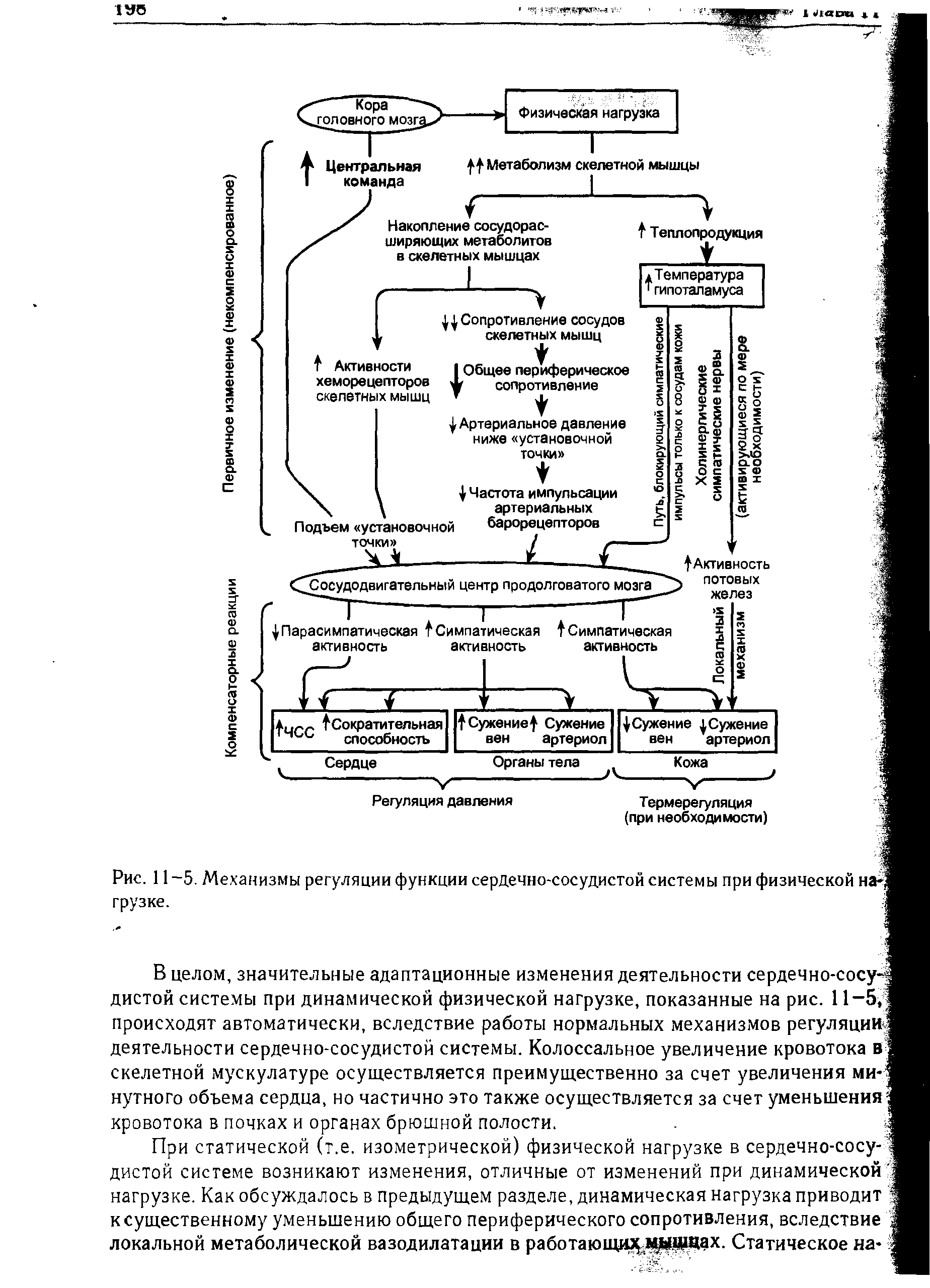 Рис. 11-5. Механизмы регуляции функции сердечно-сосудистой системы при физической наг грузке.